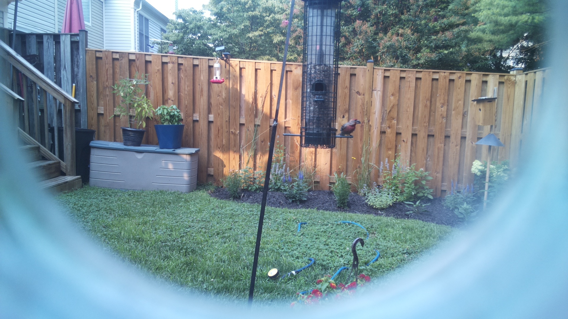 Purple Finch