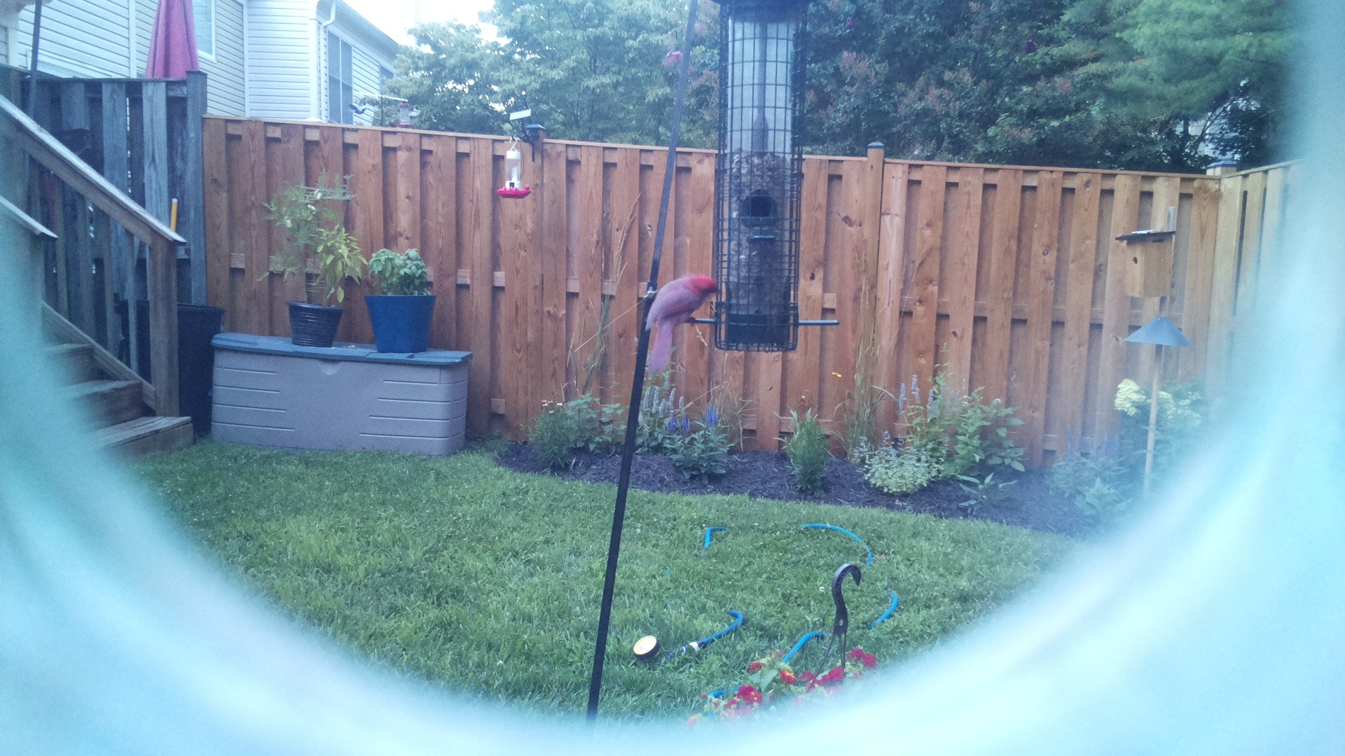 Purple Finch