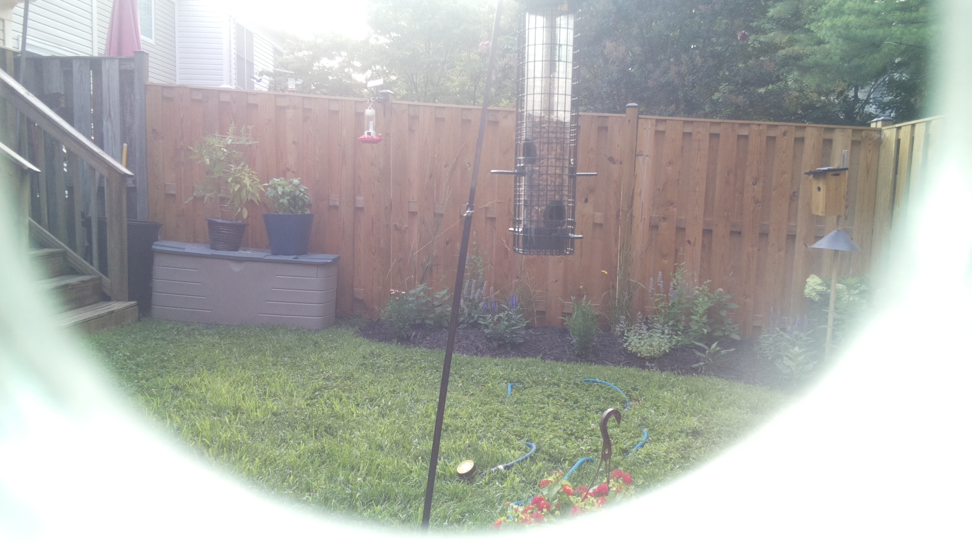 Unknown Bird