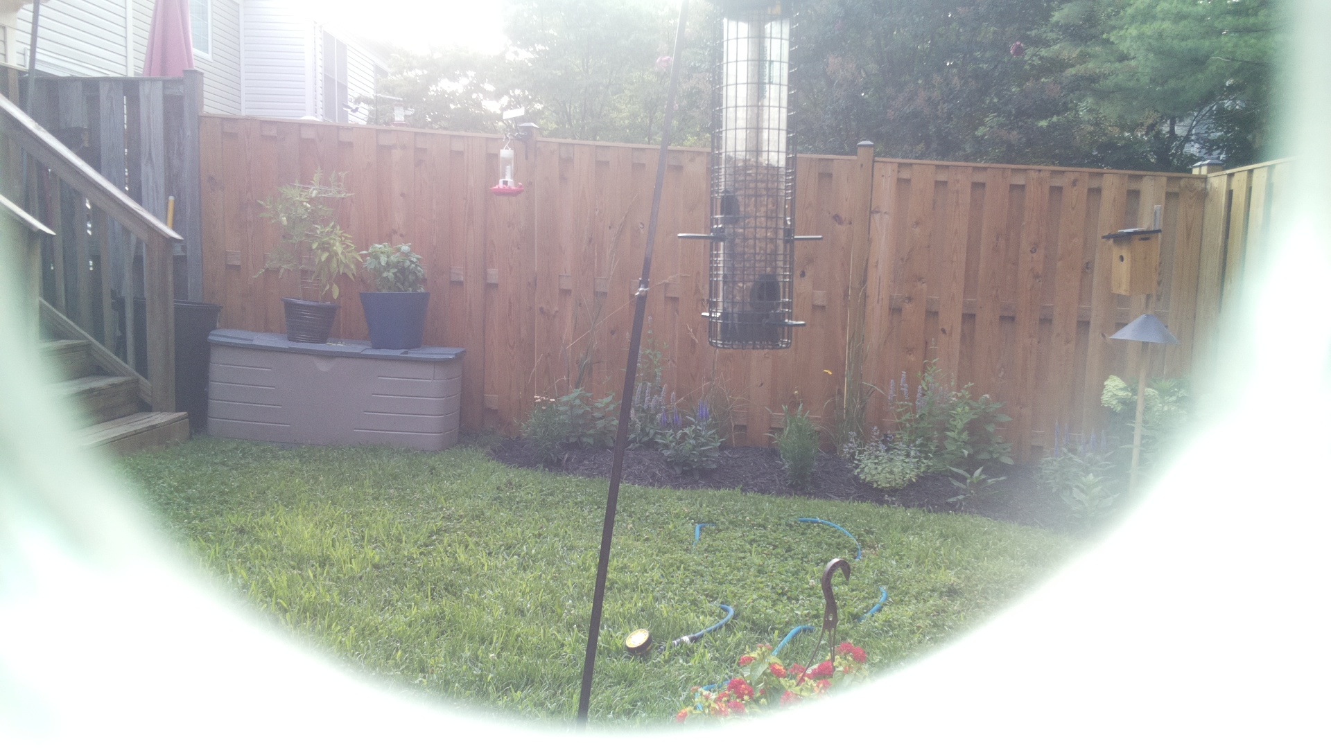 Unknown Bird