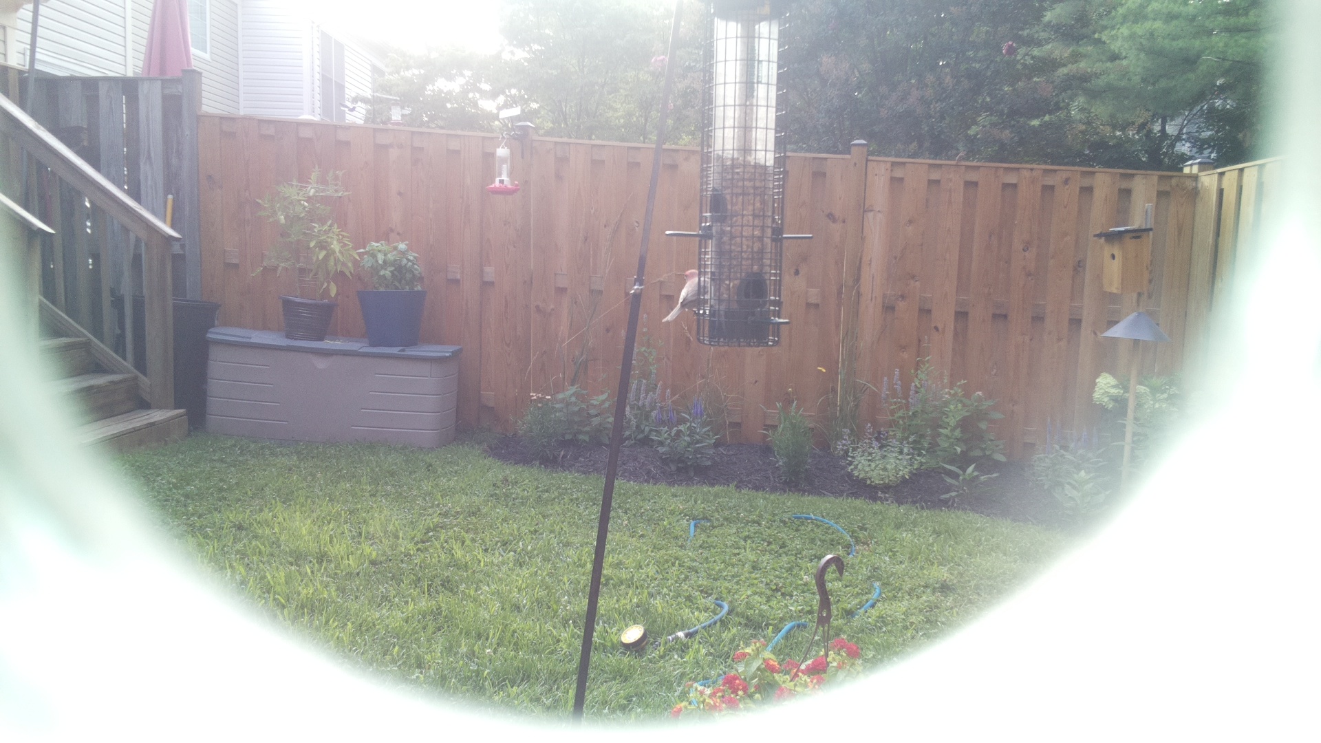 Unknown Bird