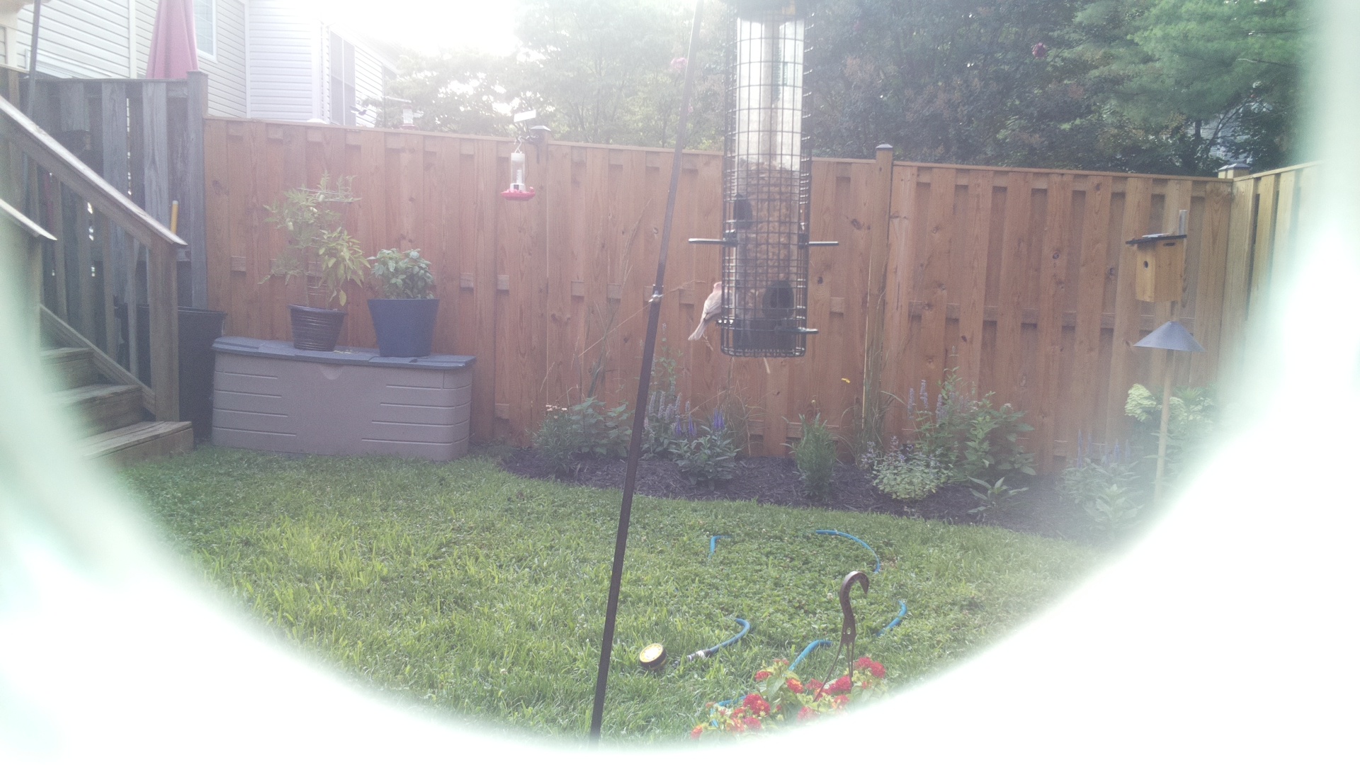 Unknown Bird