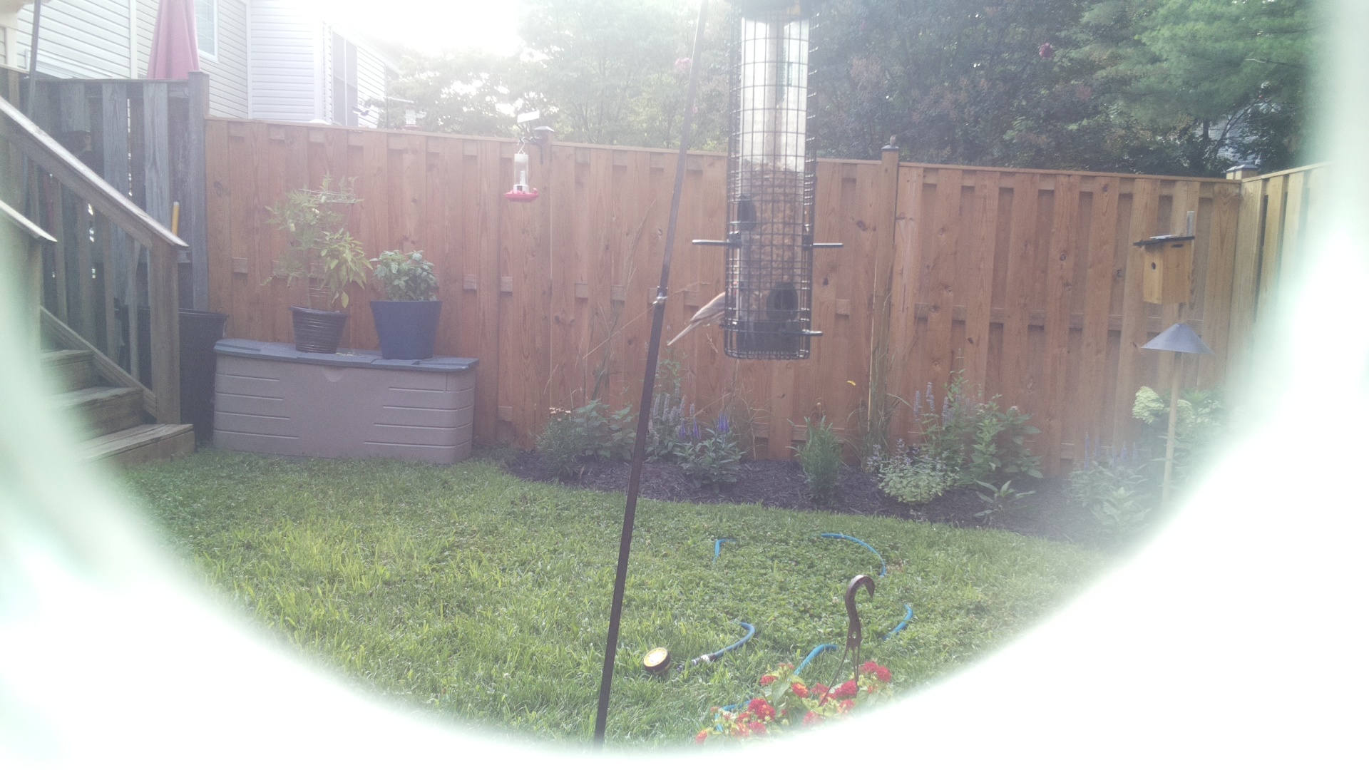 Unknown Bird