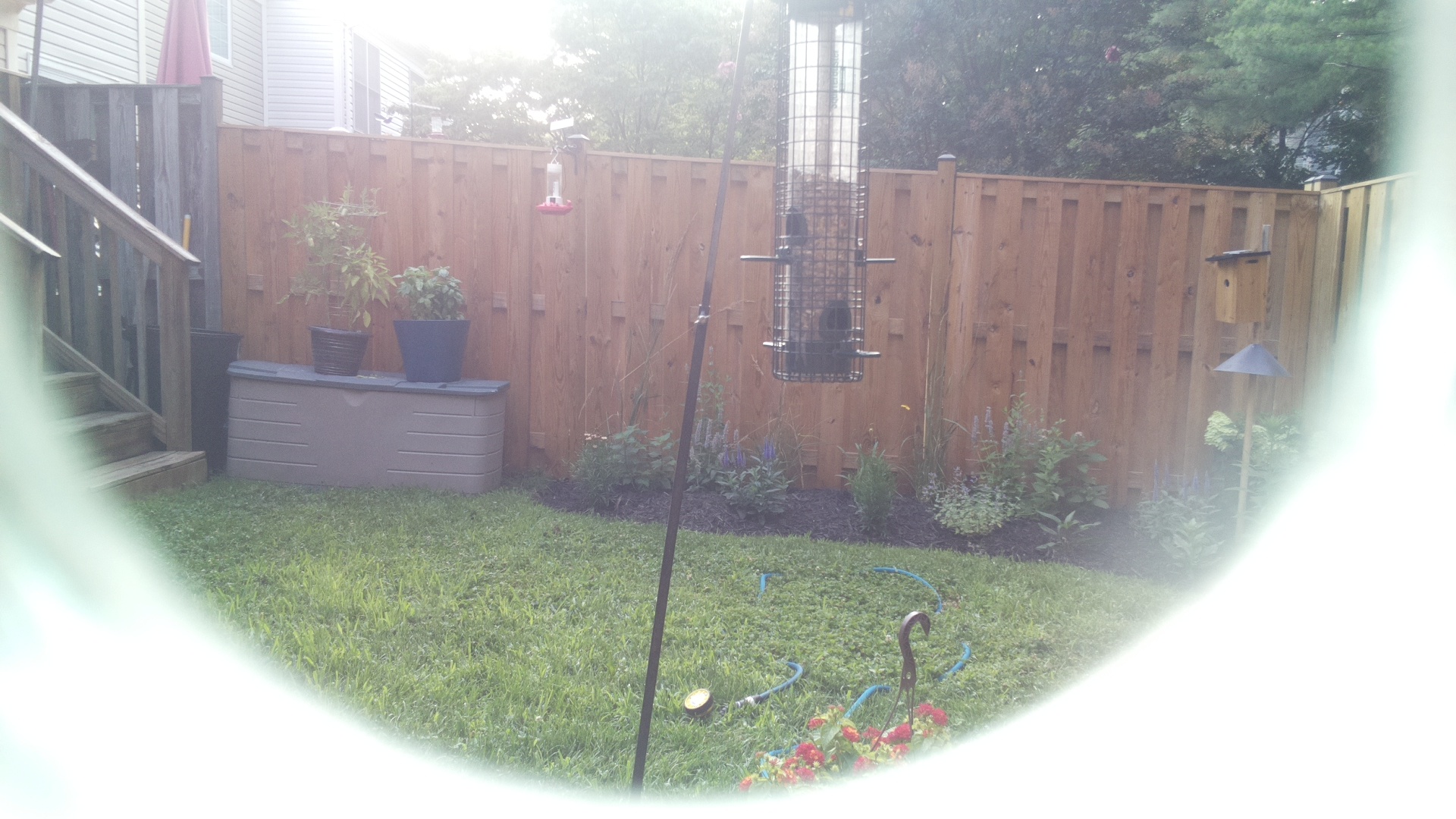 Unknown Bird