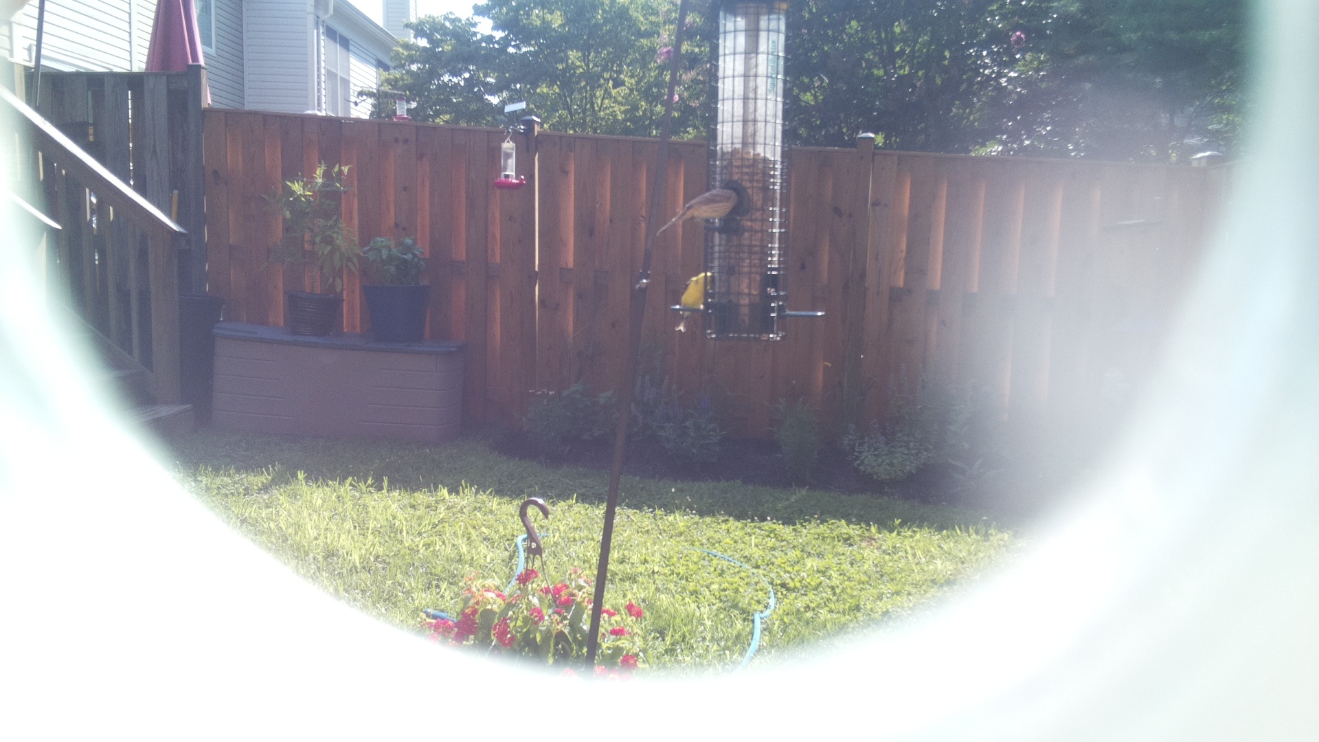 Carolina Wren