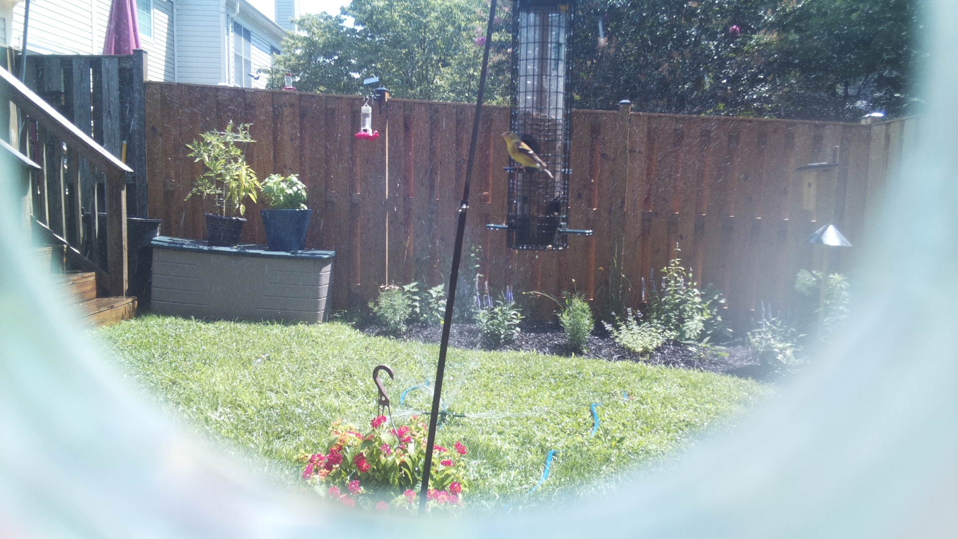 American Goldfinch