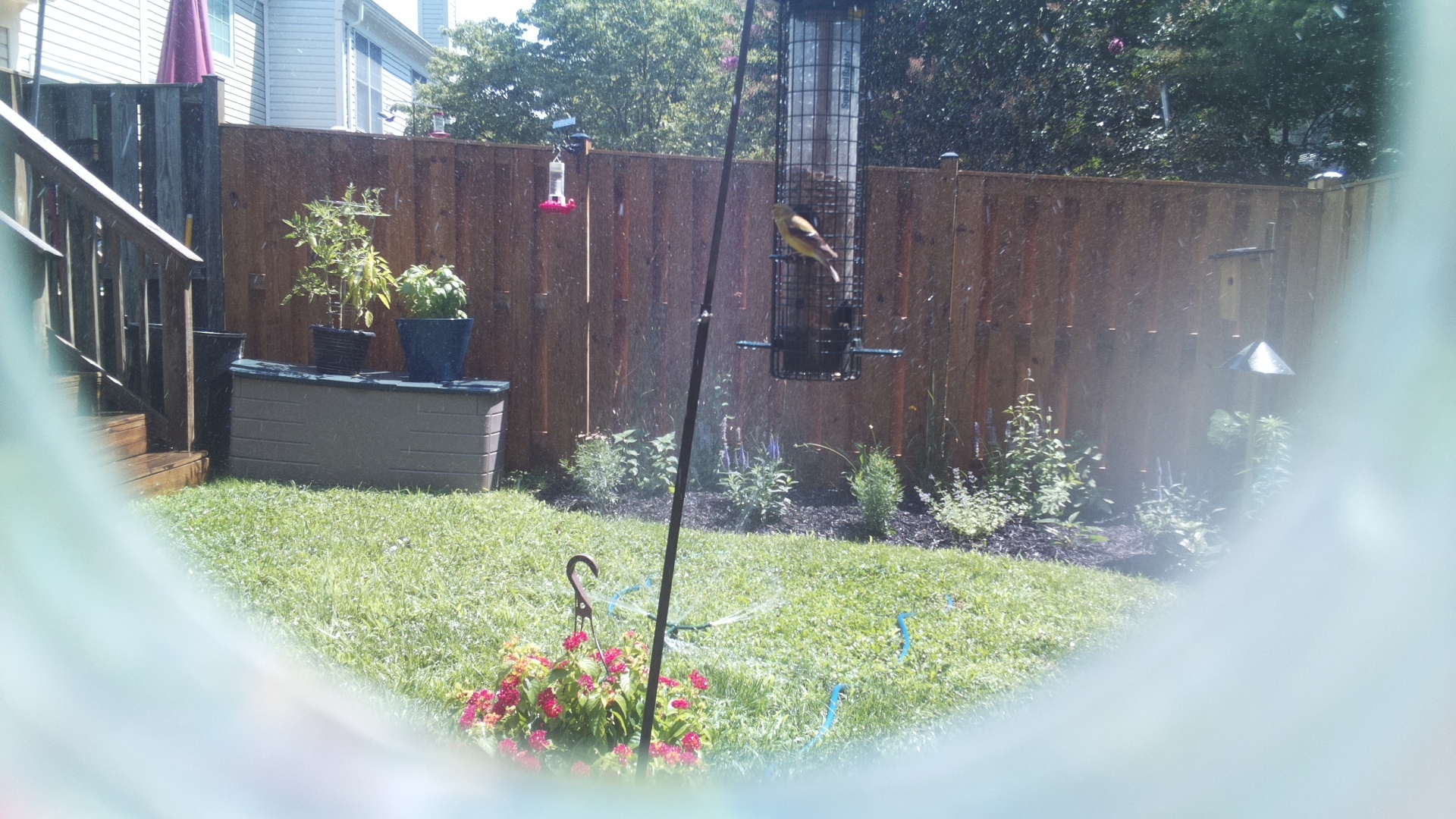American Goldfinch