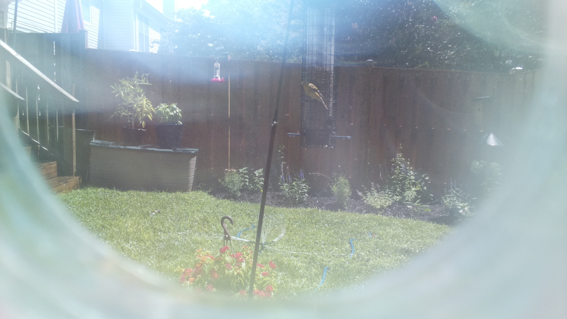 American Goldfinch