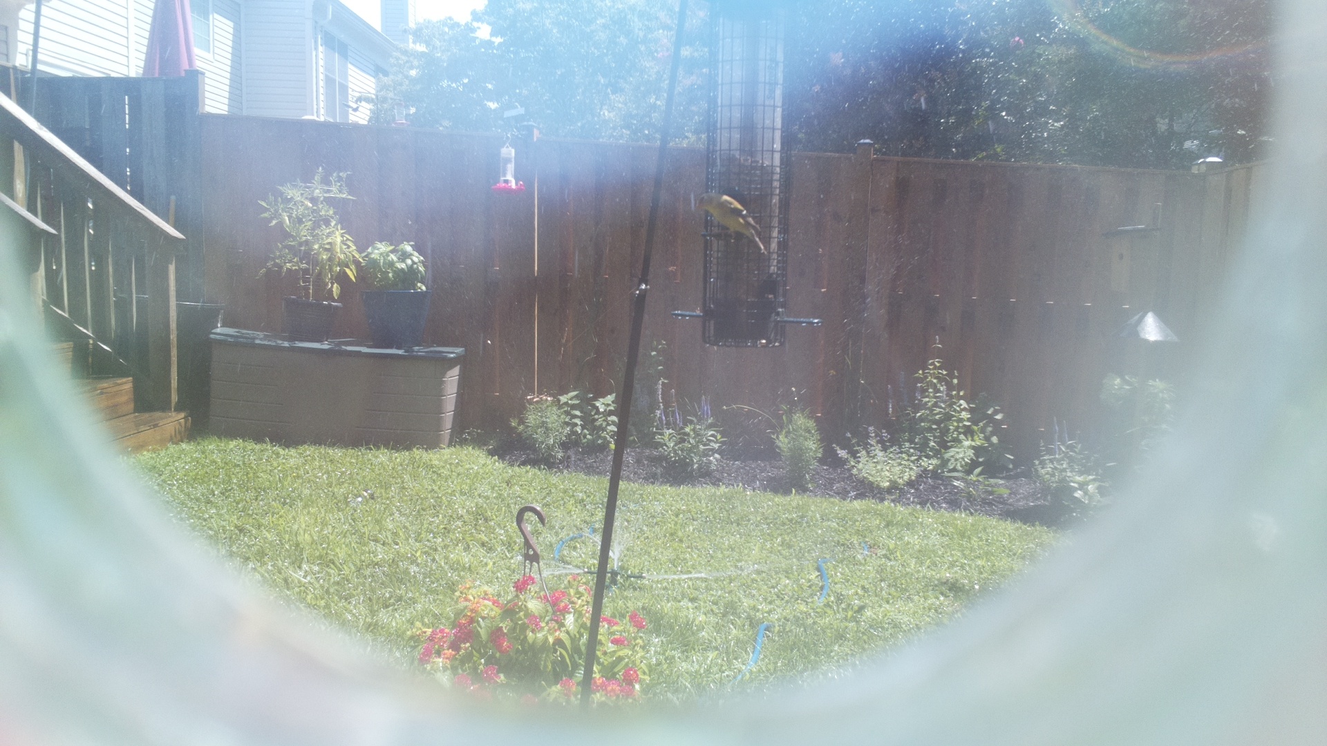 American Goldfinch
