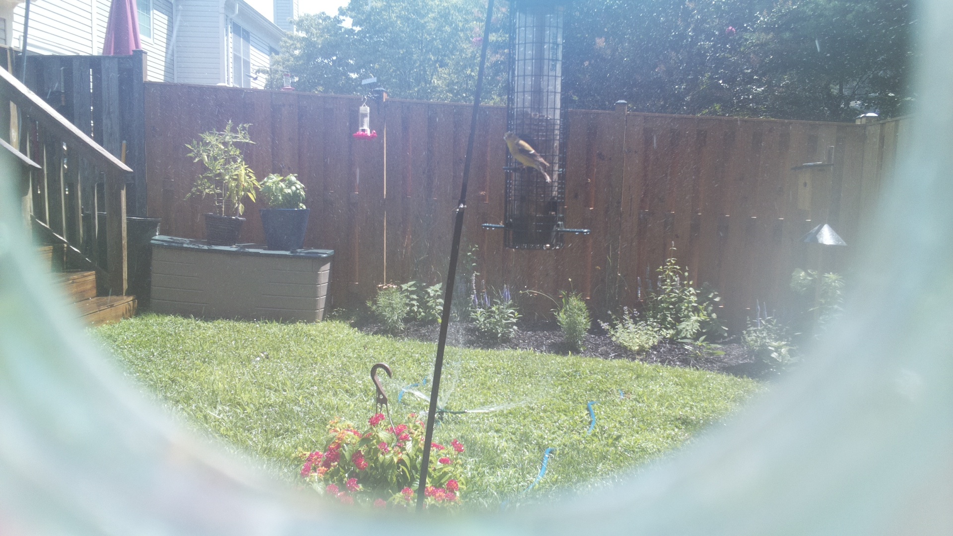 American Goldfinch