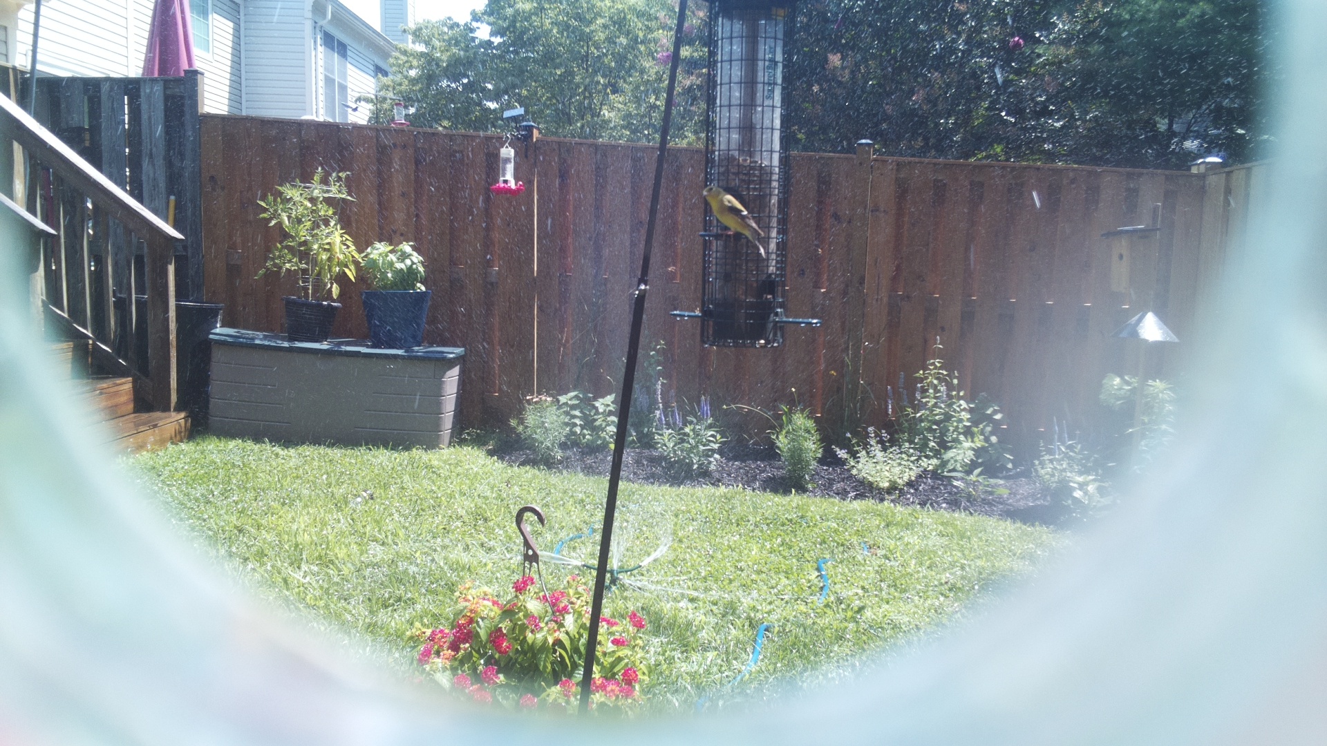 American Goldfinch
