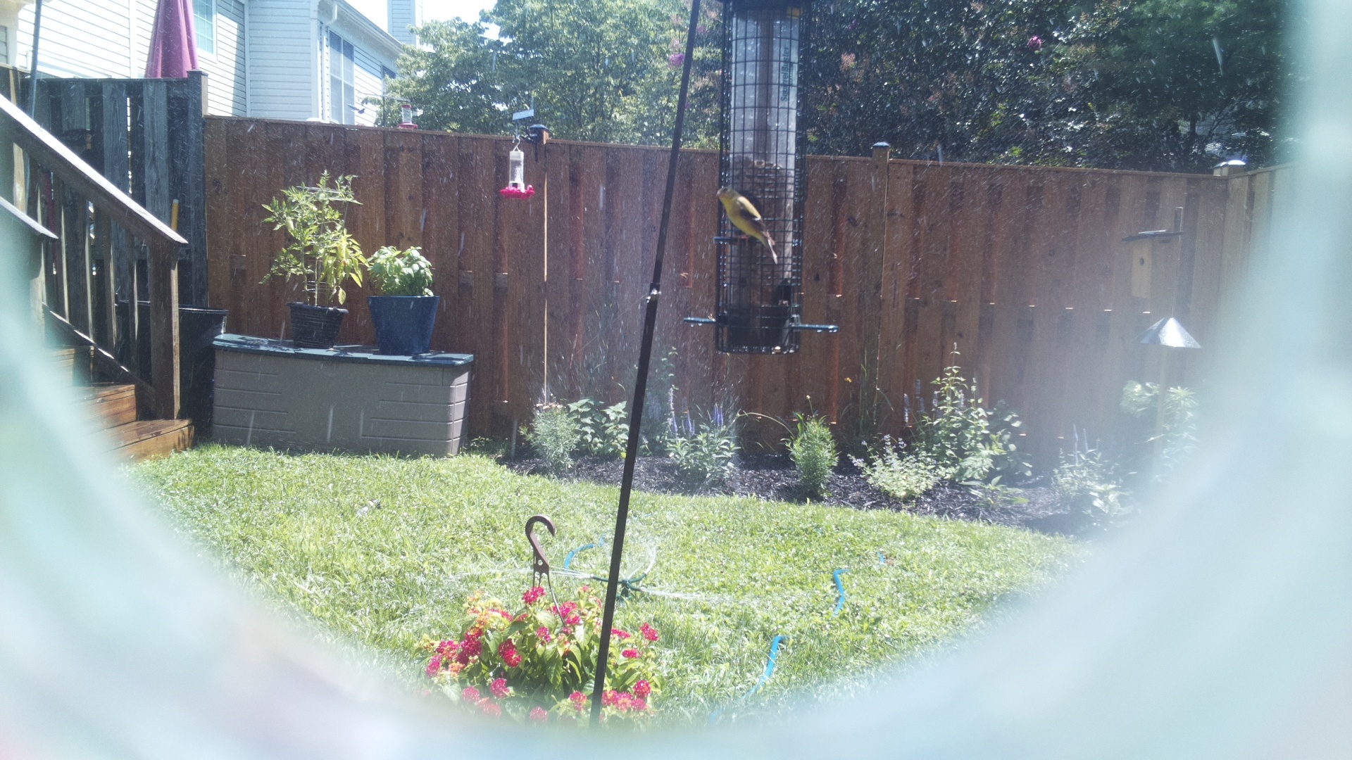 American Goldfinch
