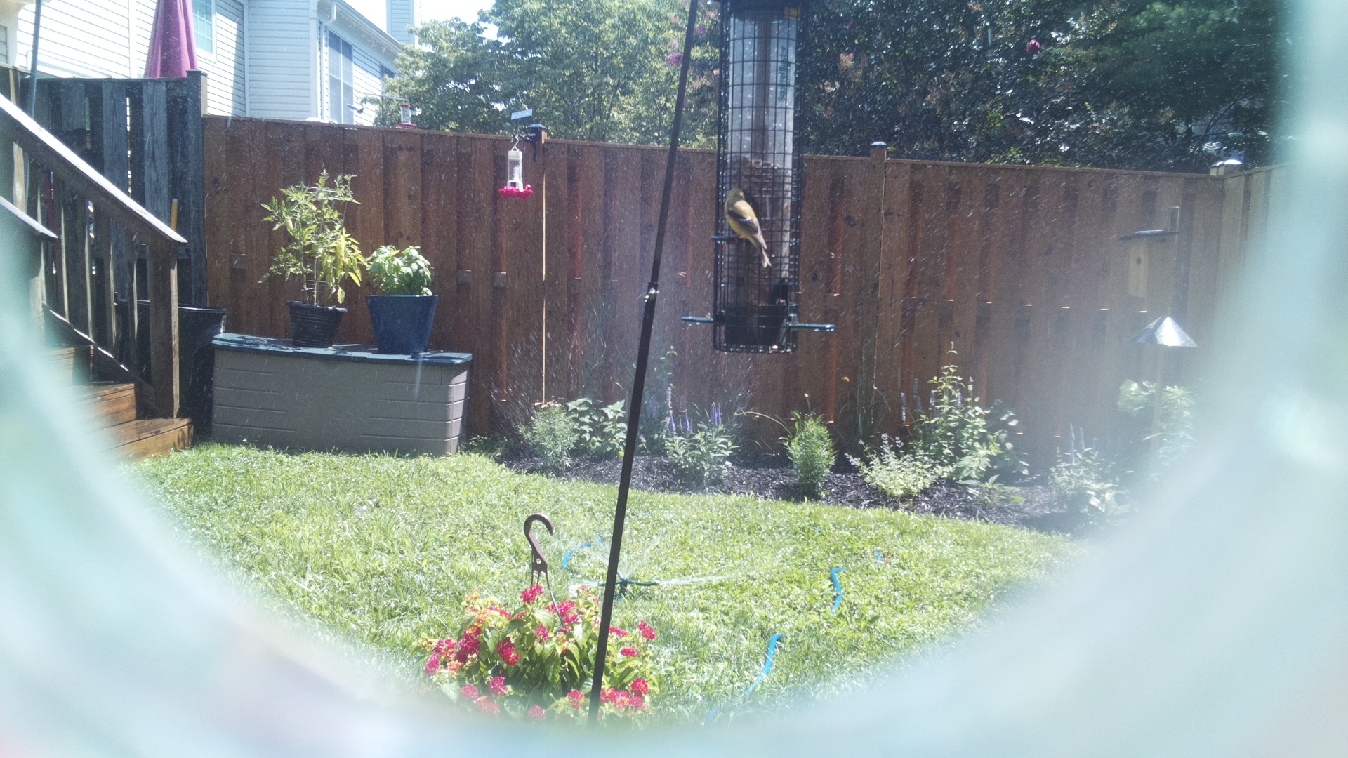 American Goldfinch