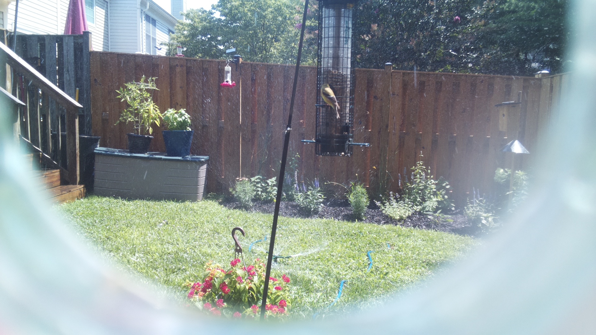 American Goldfinch
