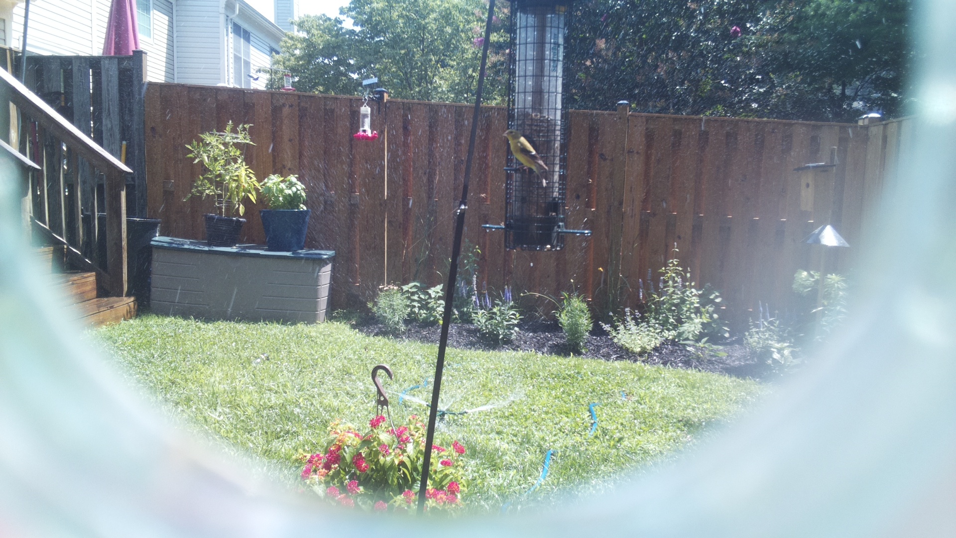 American Goldfinch