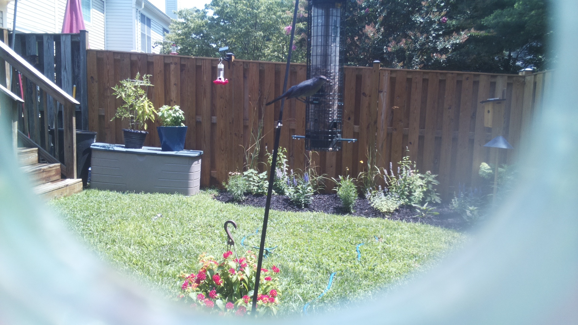 Unknown Bird