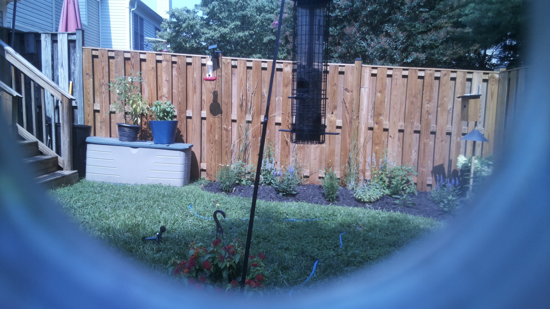Likely Blackbird/Grackle
