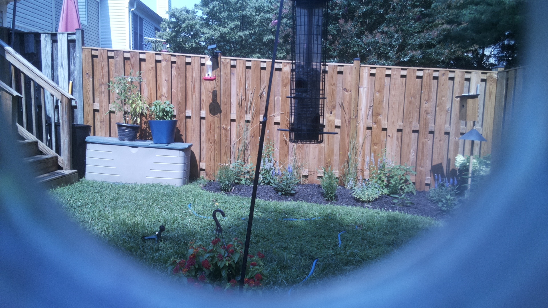 Likely Blackbird/Grackle