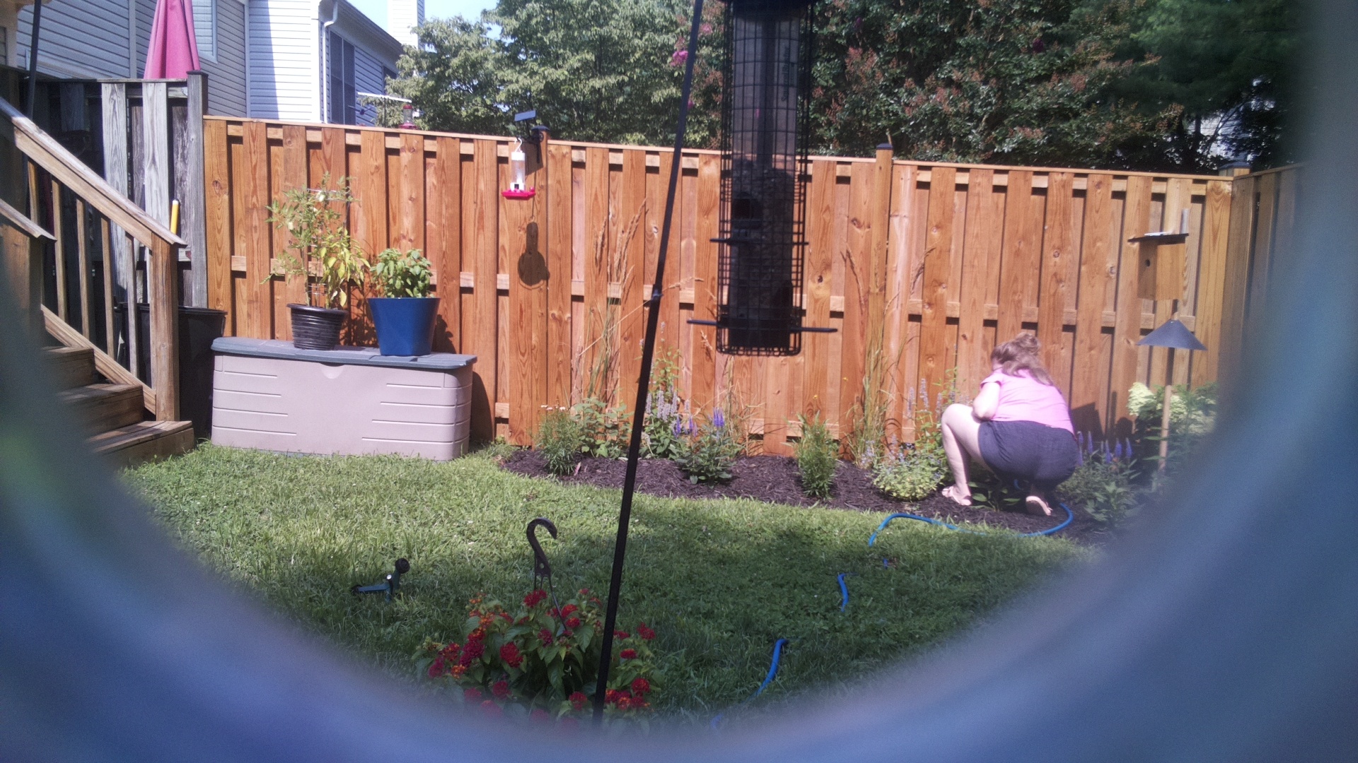 Likely Blackbird/Grackle