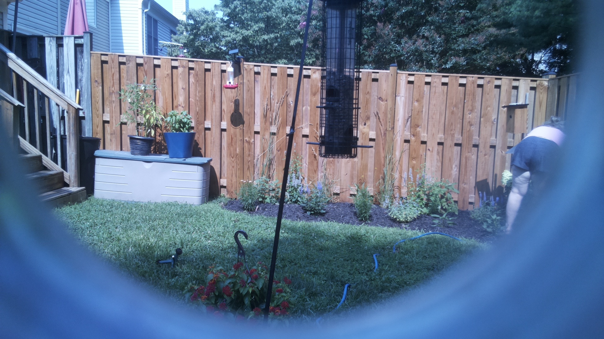 Likely Blackbird/Grackle