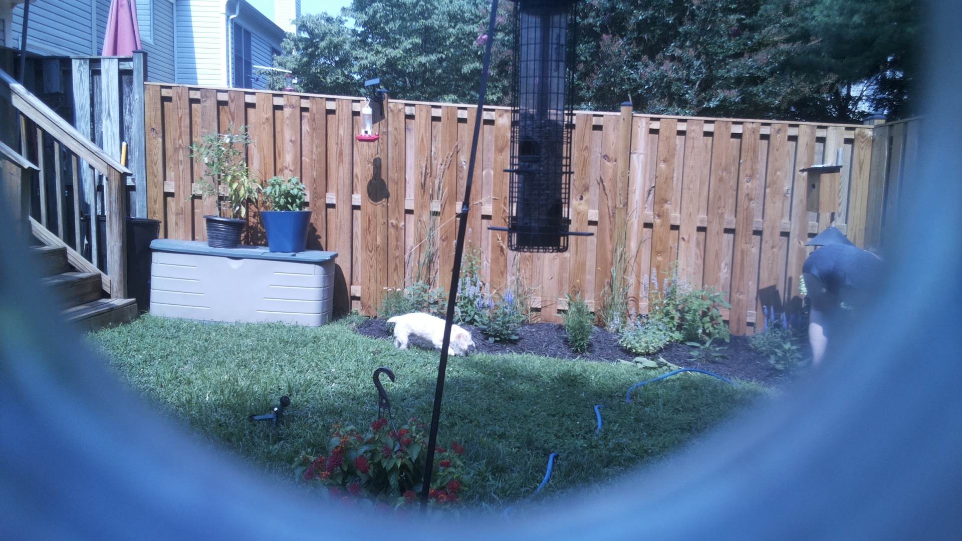 Likely Blackbird/Grackle