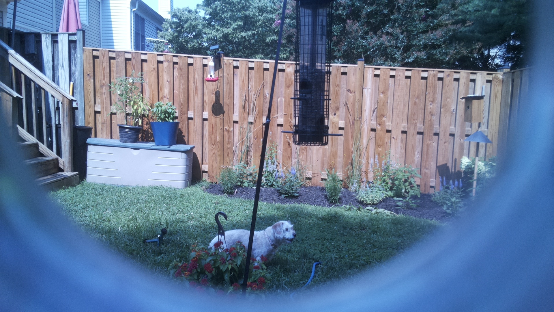 Likely Blackbird/Grackle