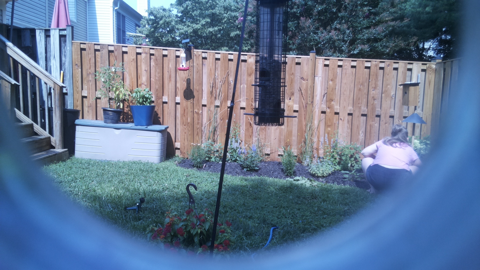Likely Blackbird/Grackle
