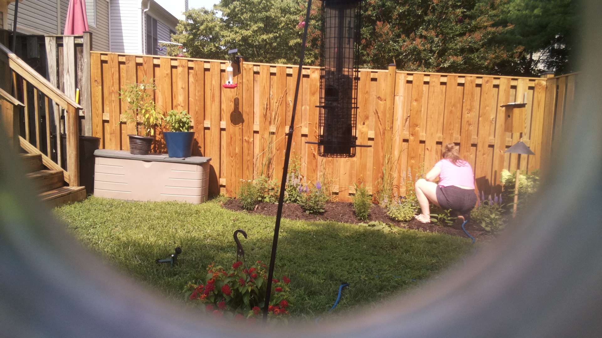 Likely Blackbird/Grackle
