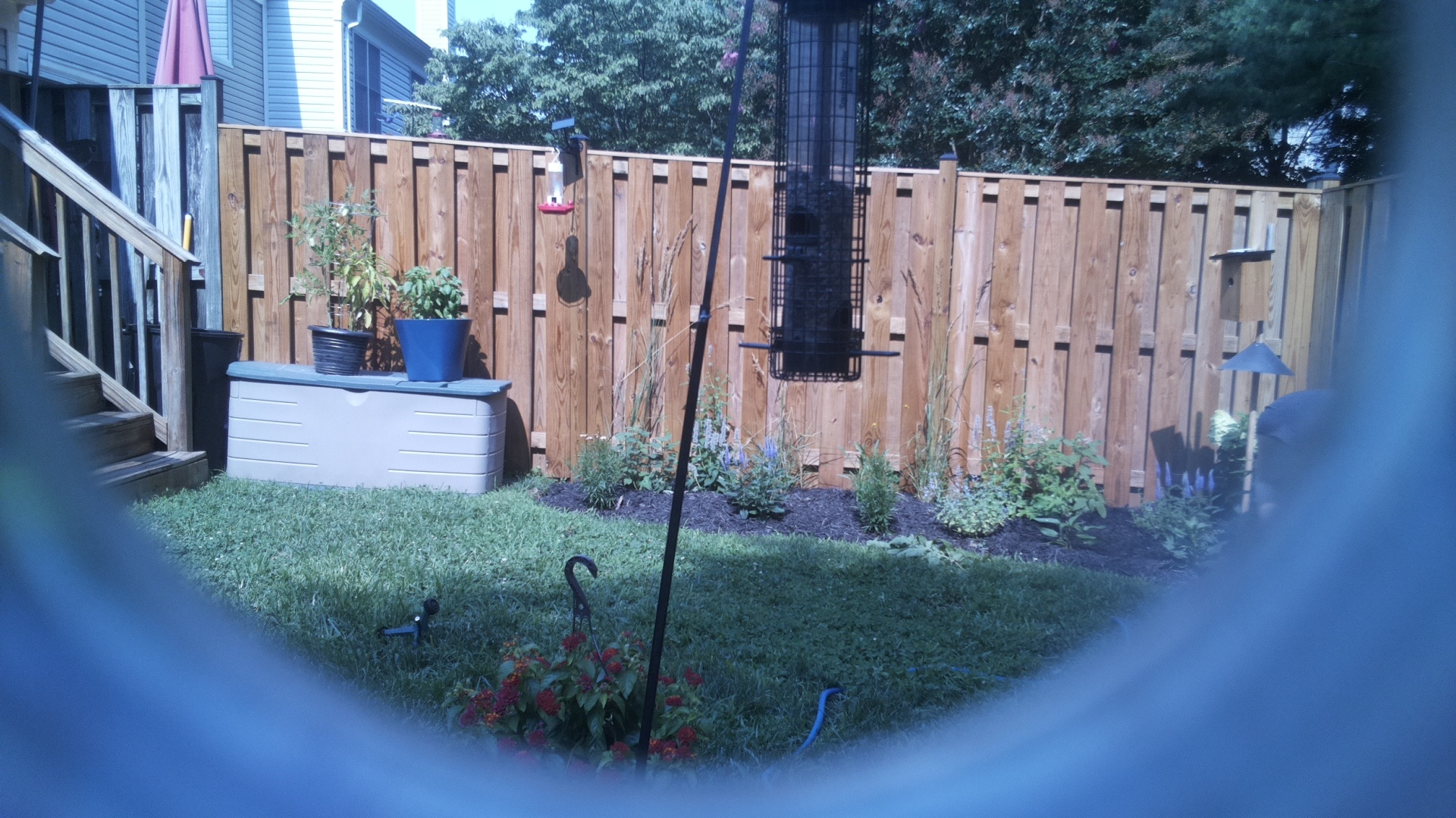 Likely Blackbird/Grackle