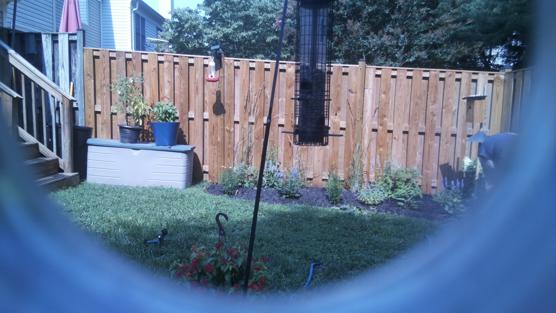Likely Blackbird/Grackle