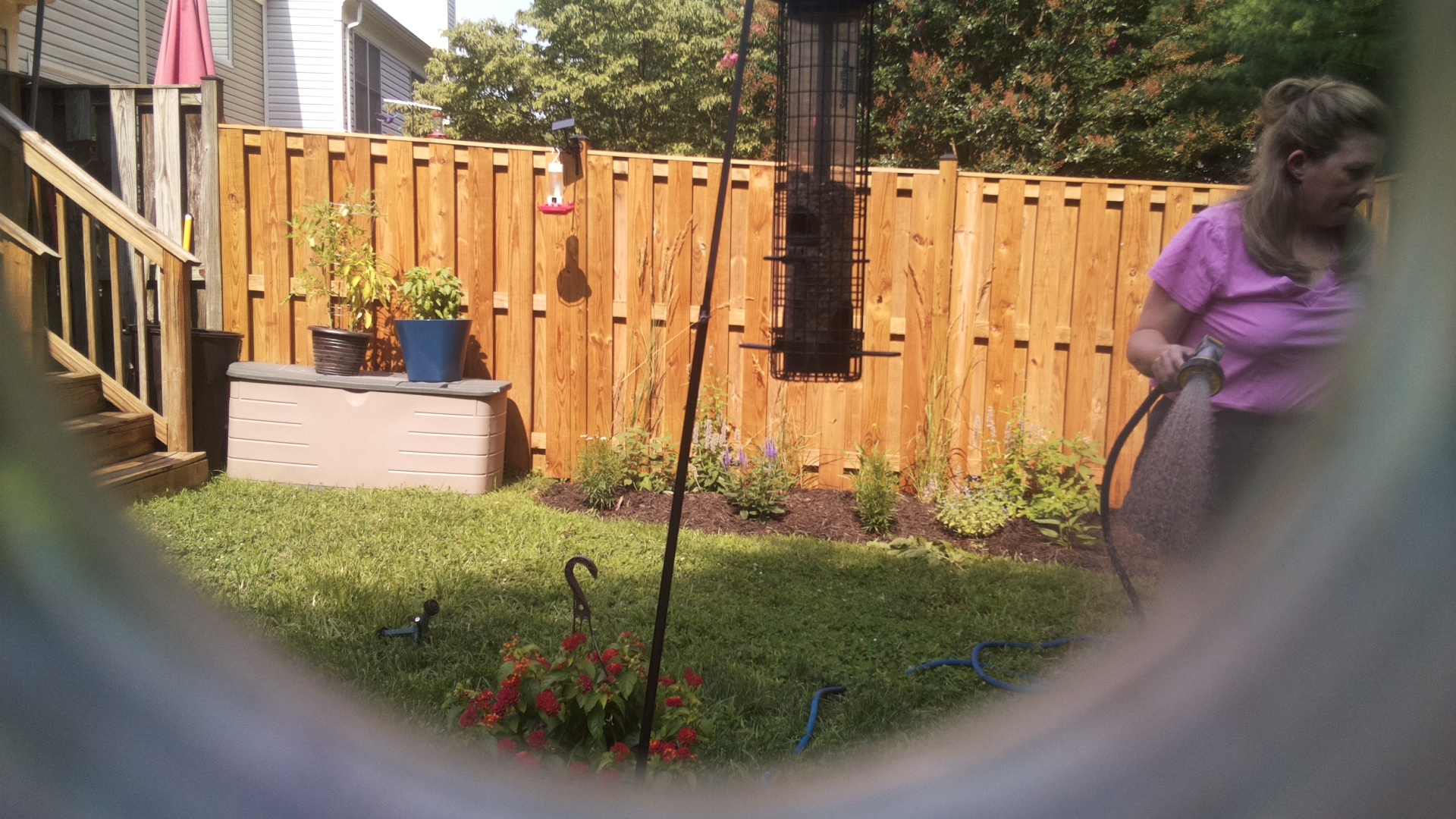 Likely Blackbird/Grackle