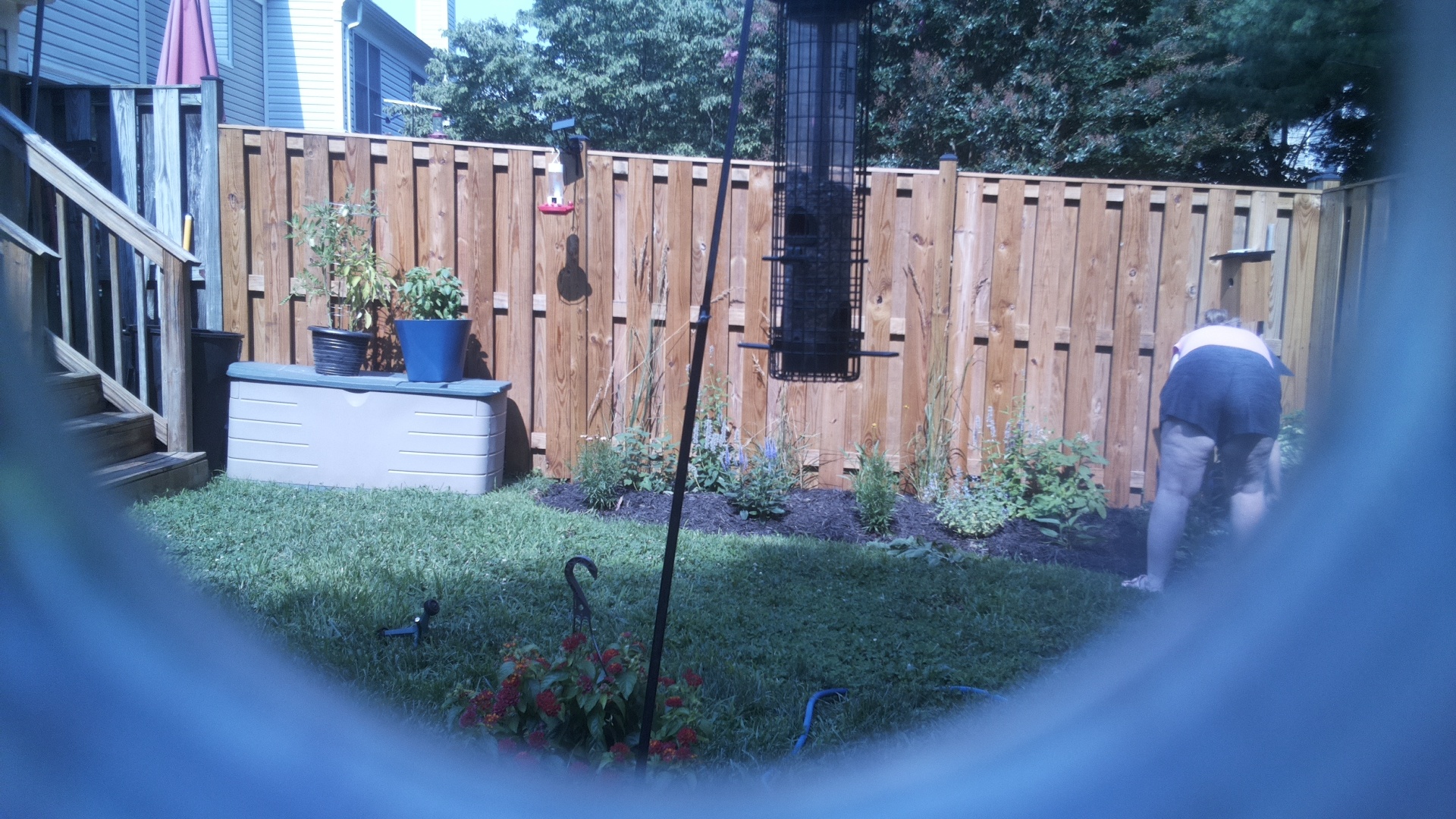 Likely Blackbird/Grackle