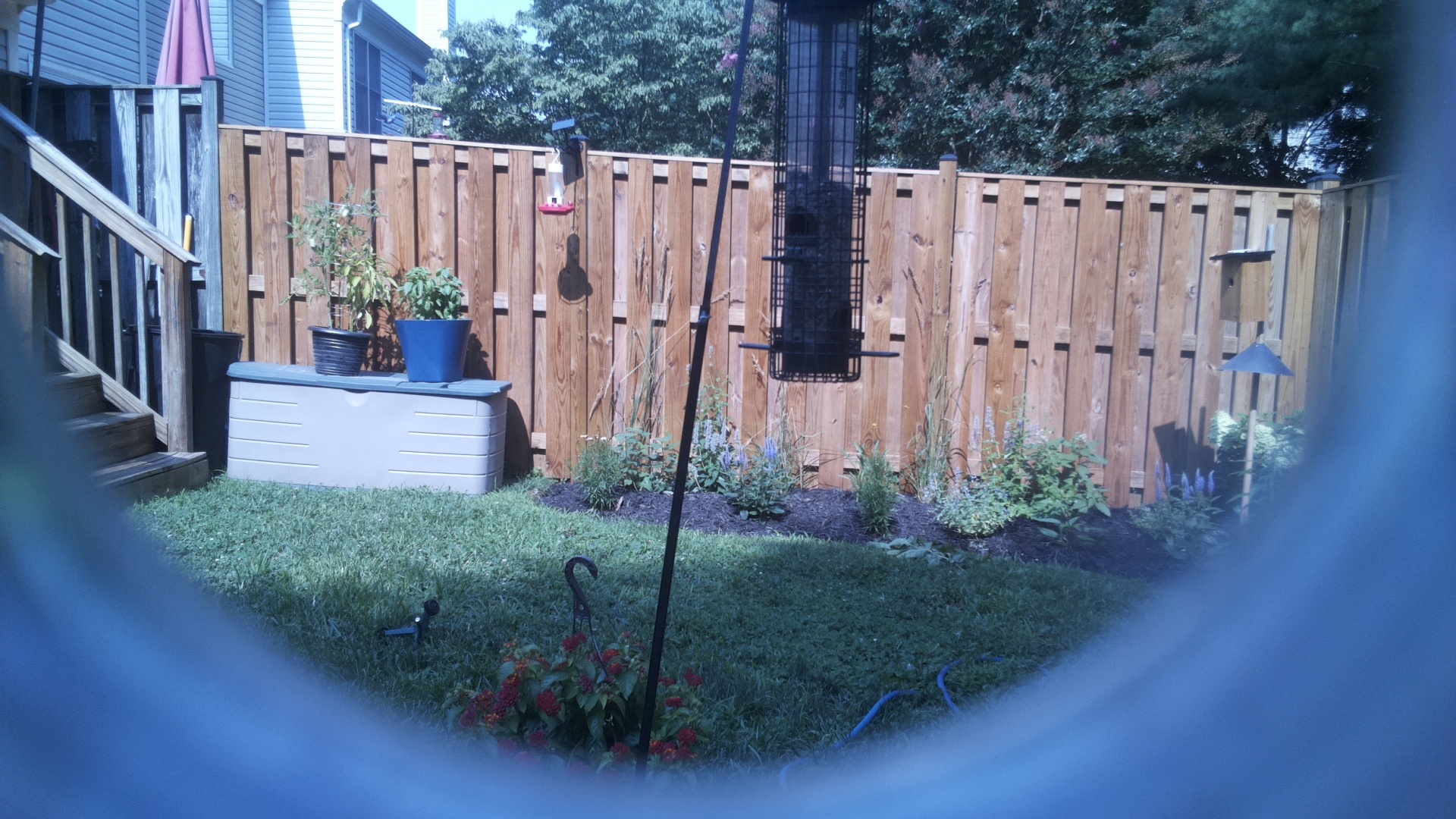 Likely Blackbird/Grackle