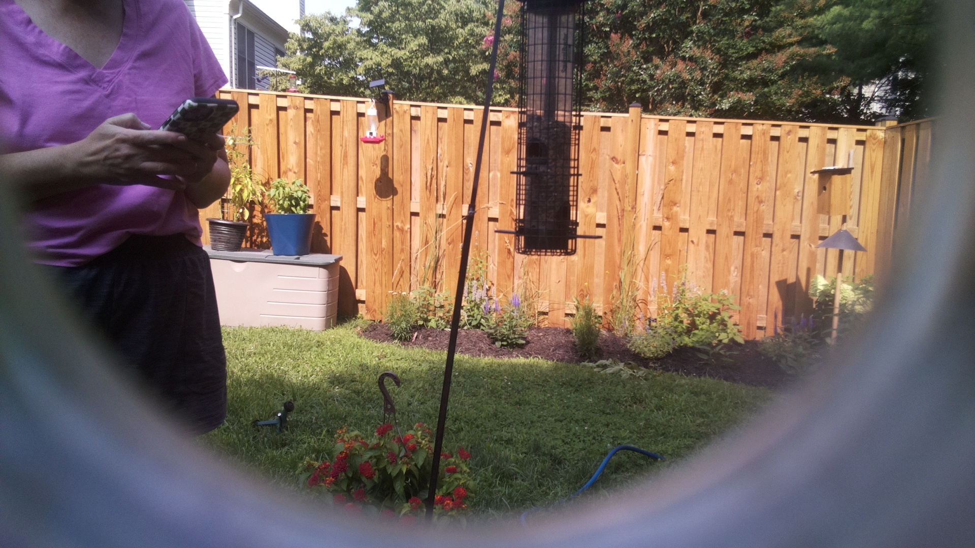 Likely Blackbird/Grackle