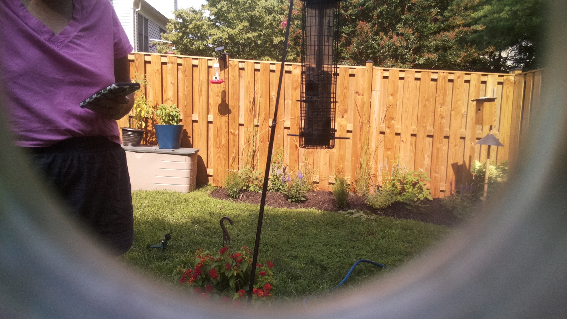 Likely Blackbird/Grackle