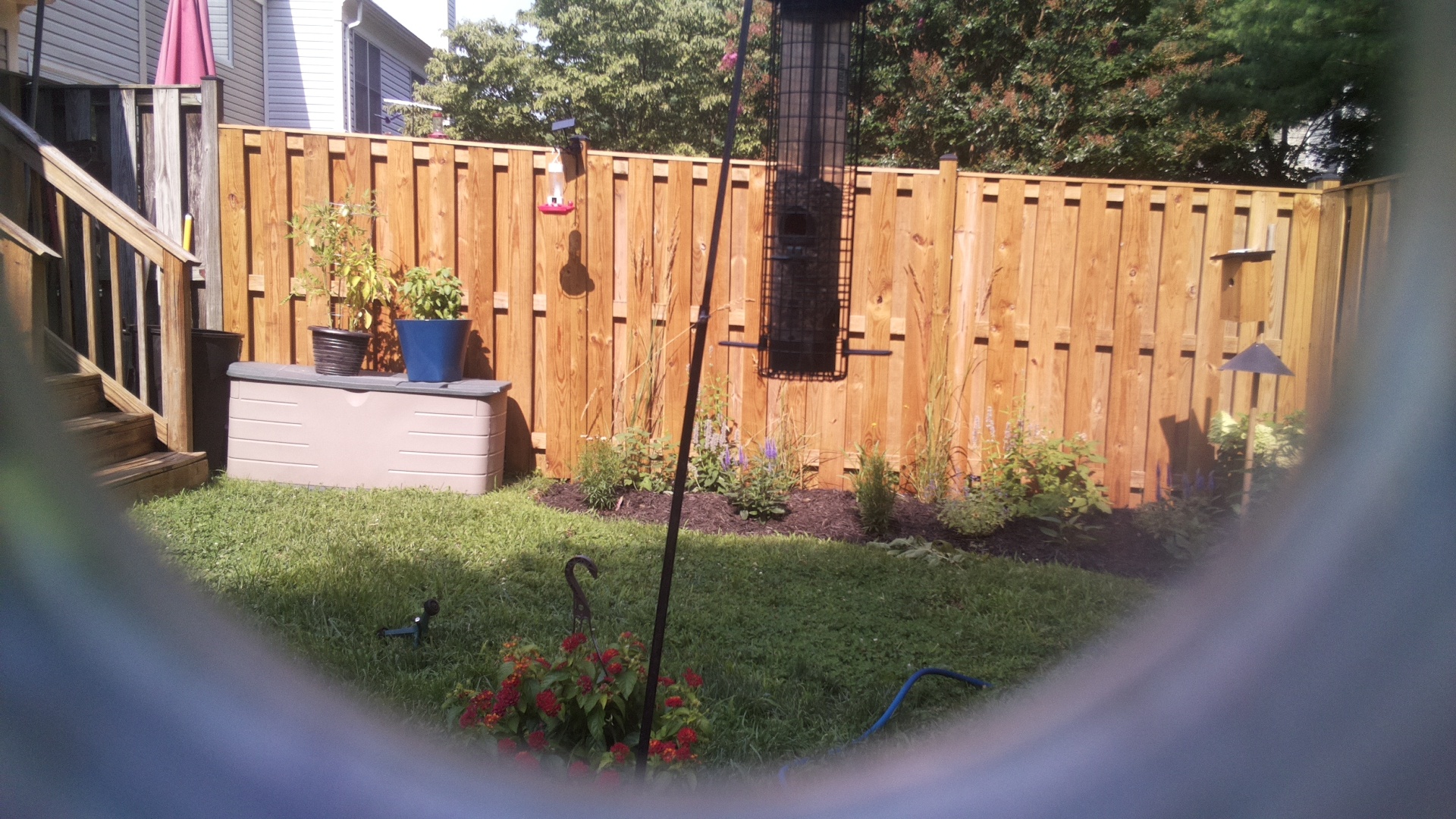 Likely Blackbird/Grackle