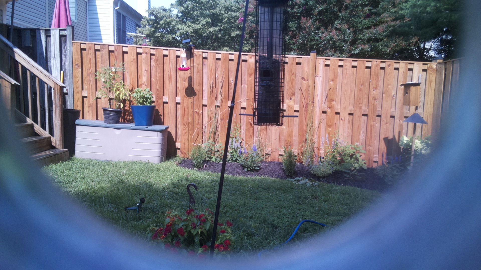 Likely Blackbird/Grackle