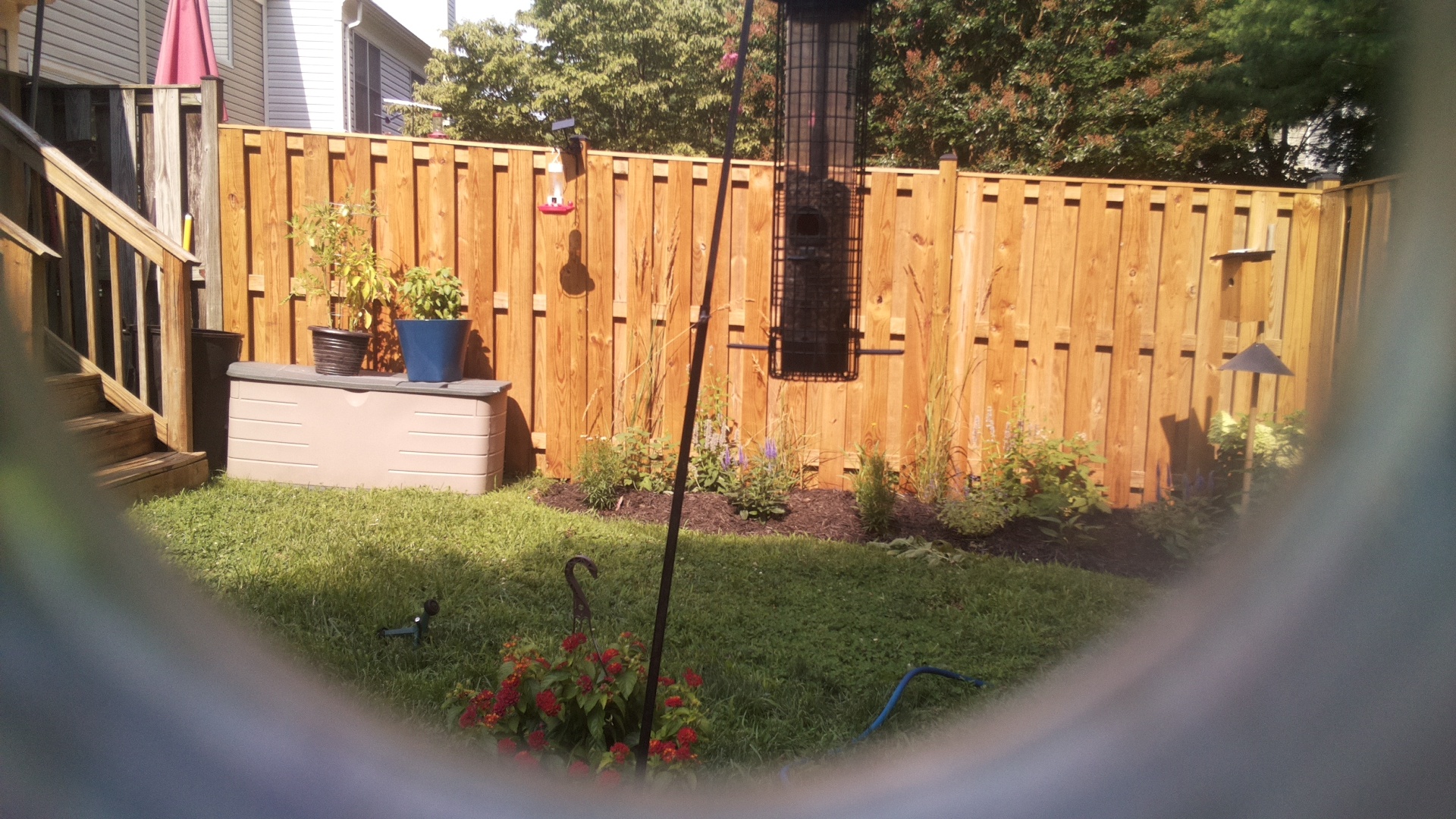 Likely Blackbird/Grackle
