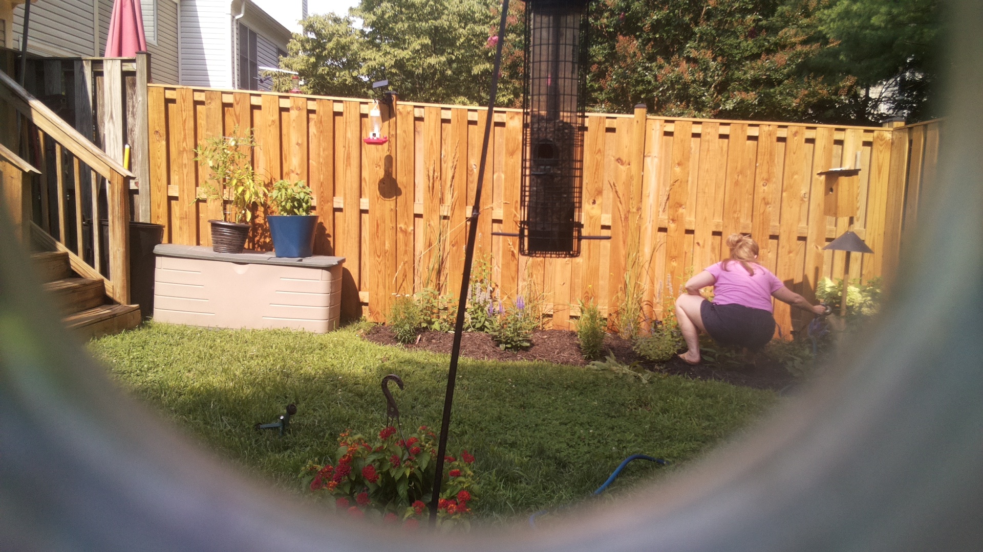 Likely Blackbird/Grackle