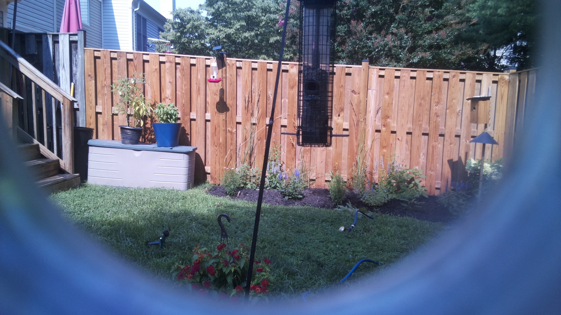 Likely Blackbird/Grackle
