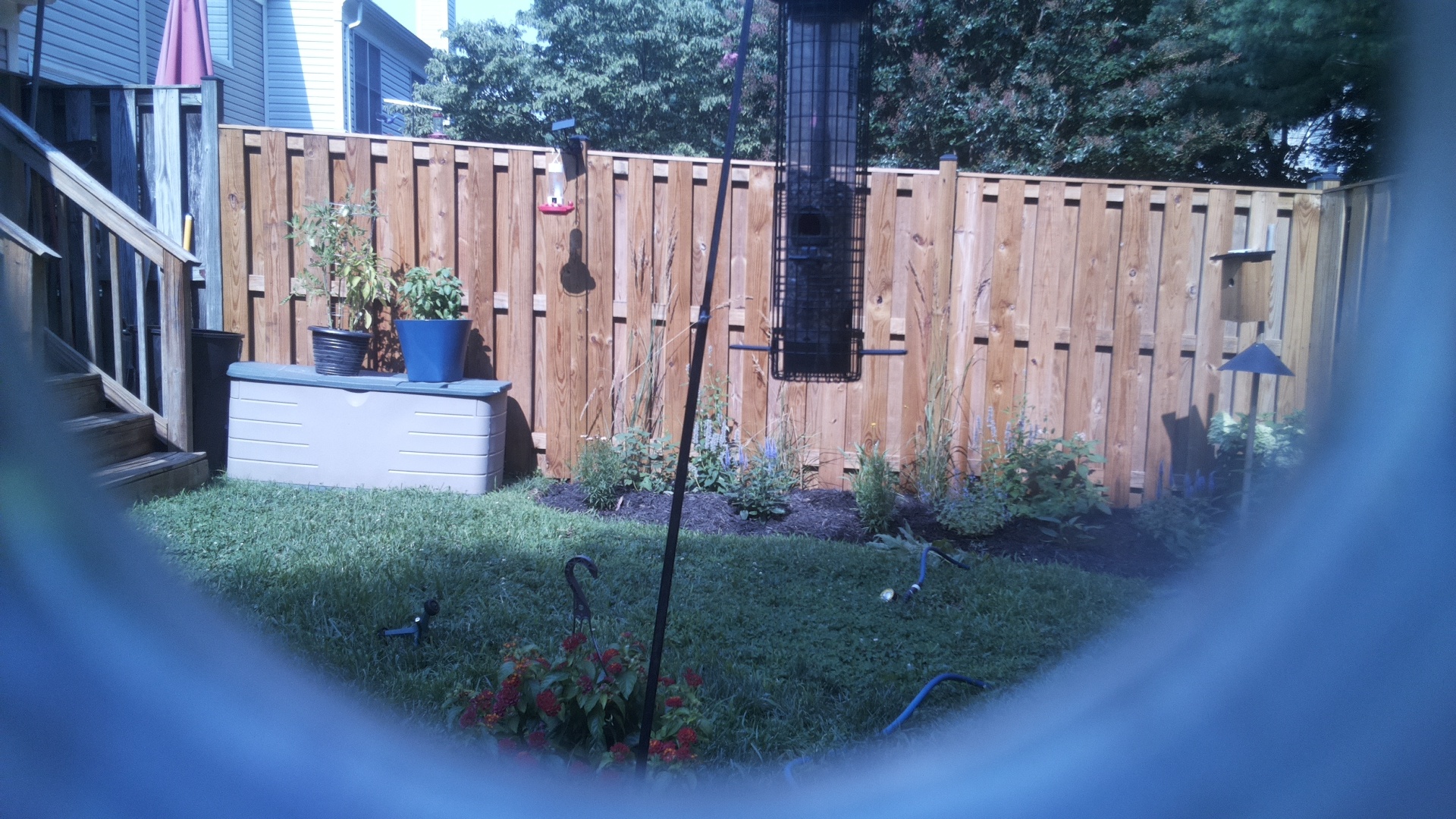Likely Blackbird/Grackle