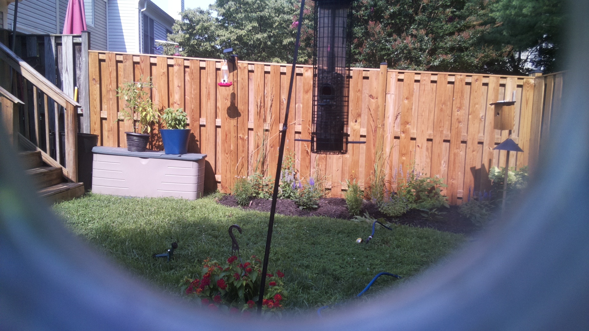 Likely Blackbird/Grackle