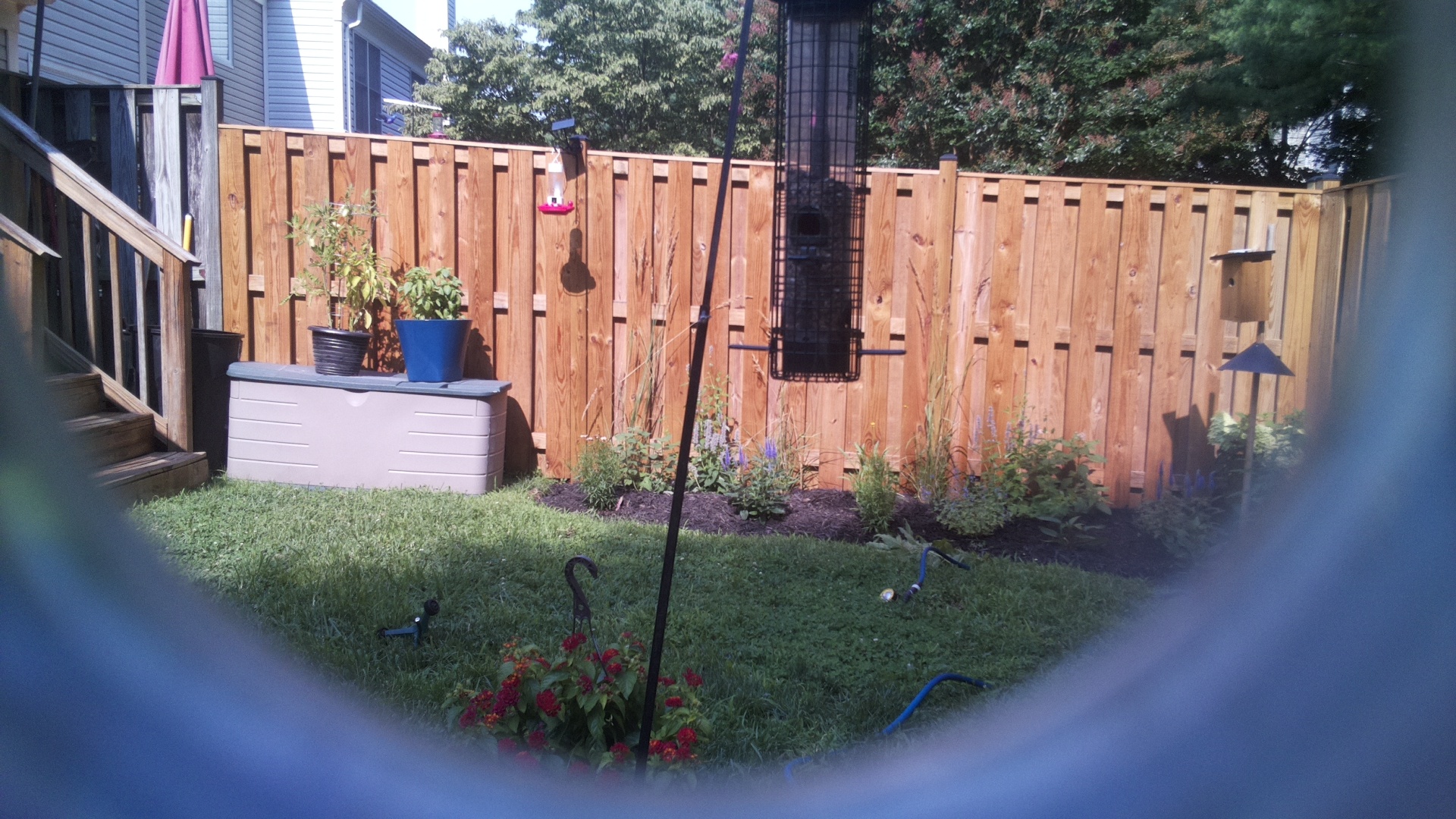 Likely Blackbird/Grackle