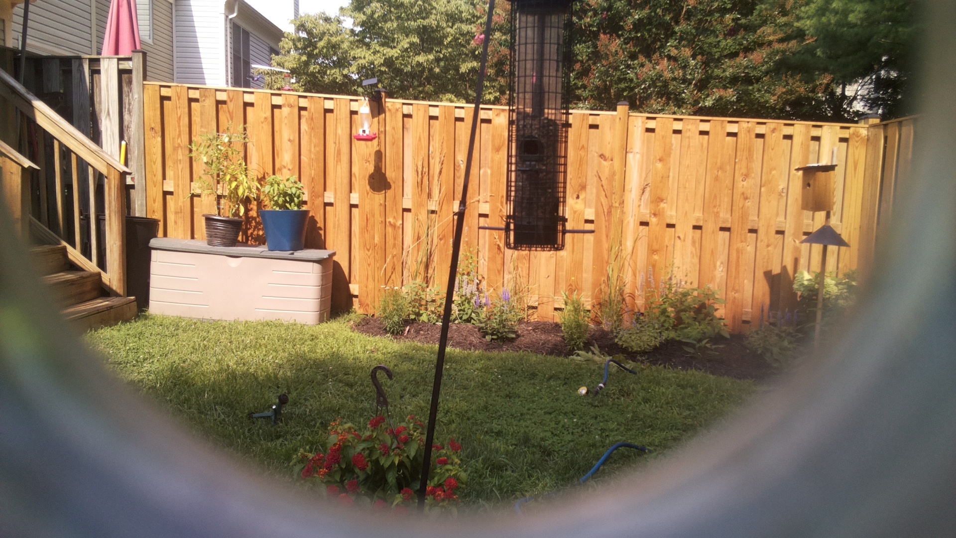 Likely Blackbird/Grackle