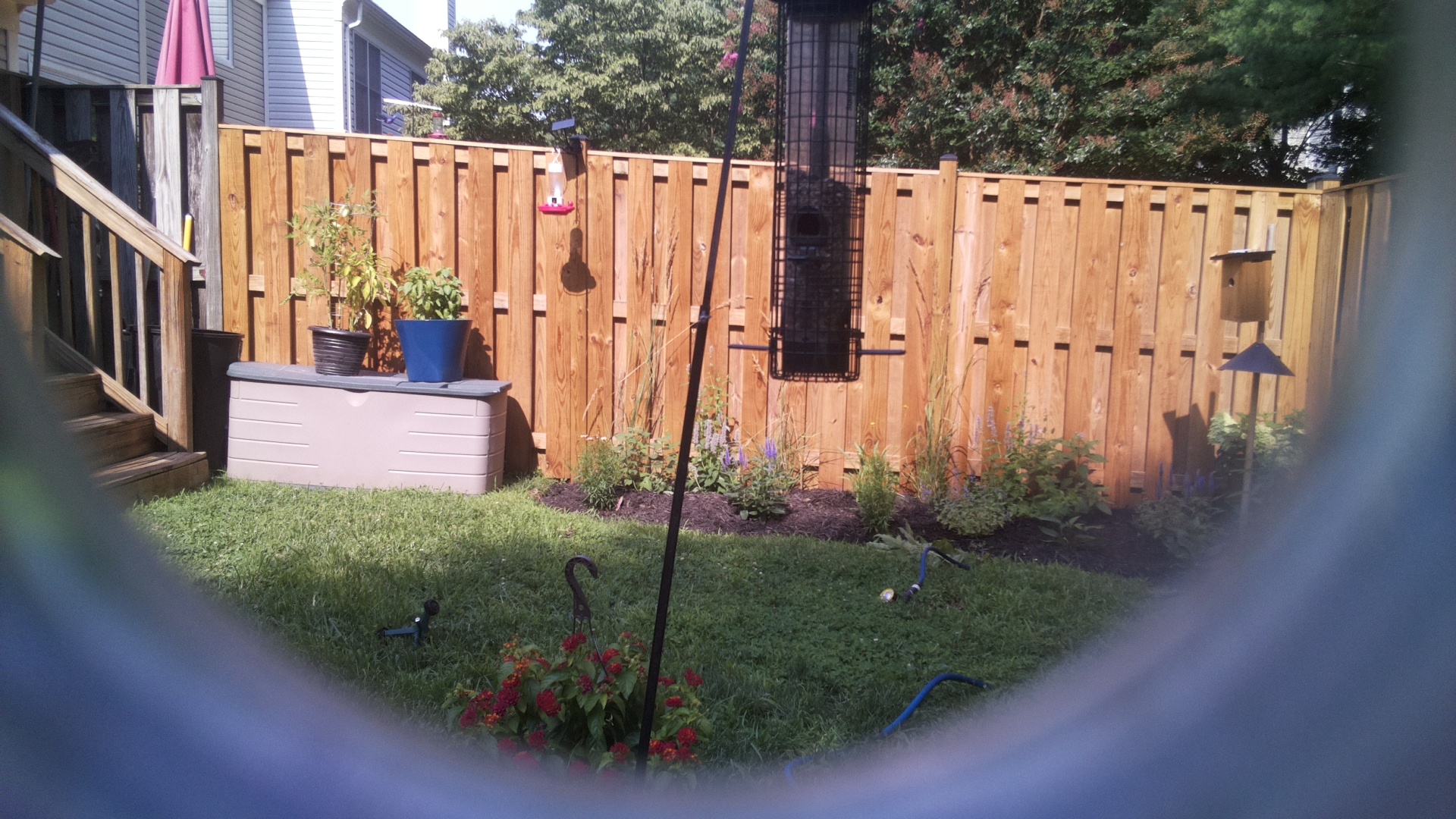 Likely Blackbird/Grackle