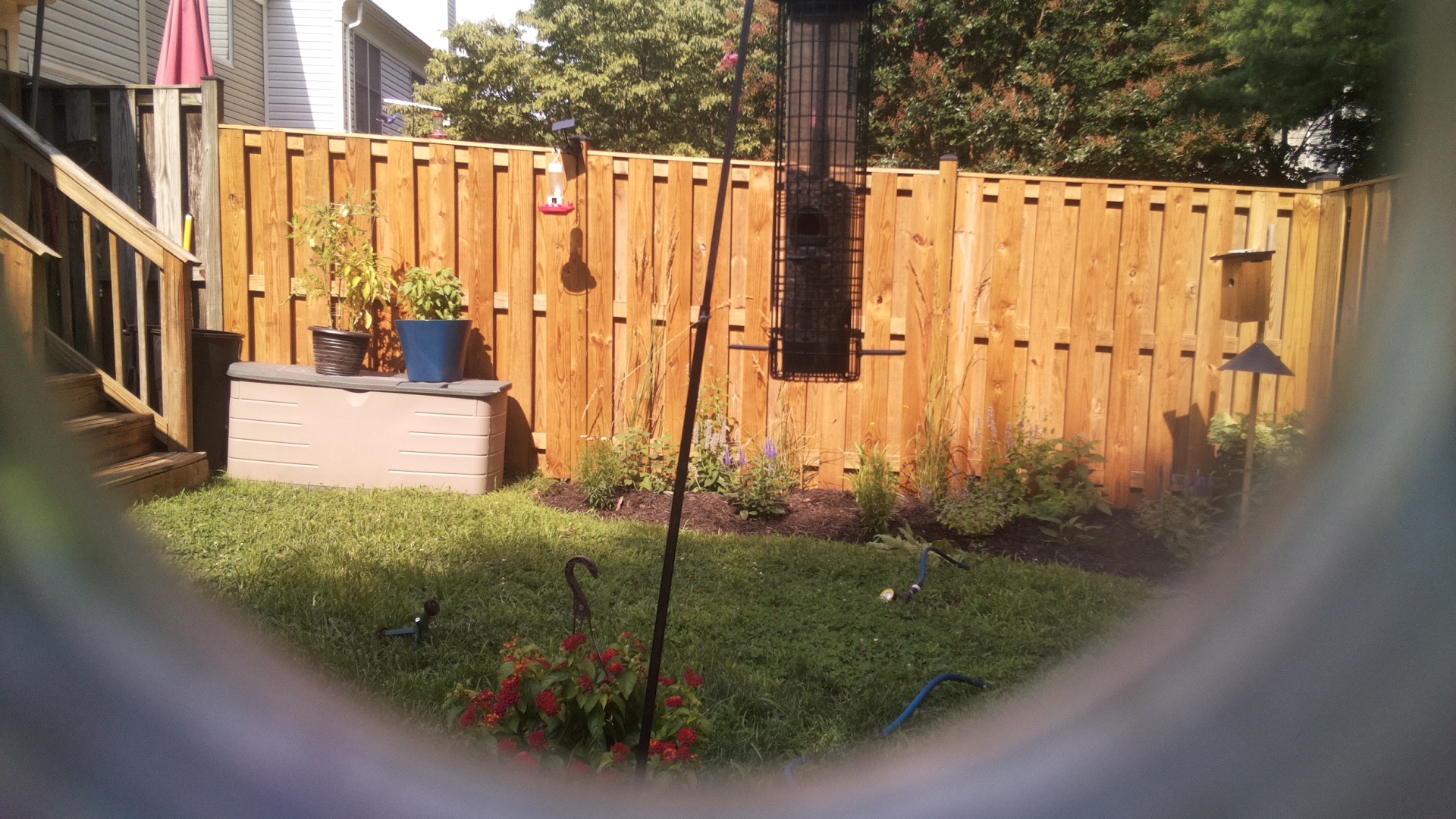 Likely Blackbird/Grackle
