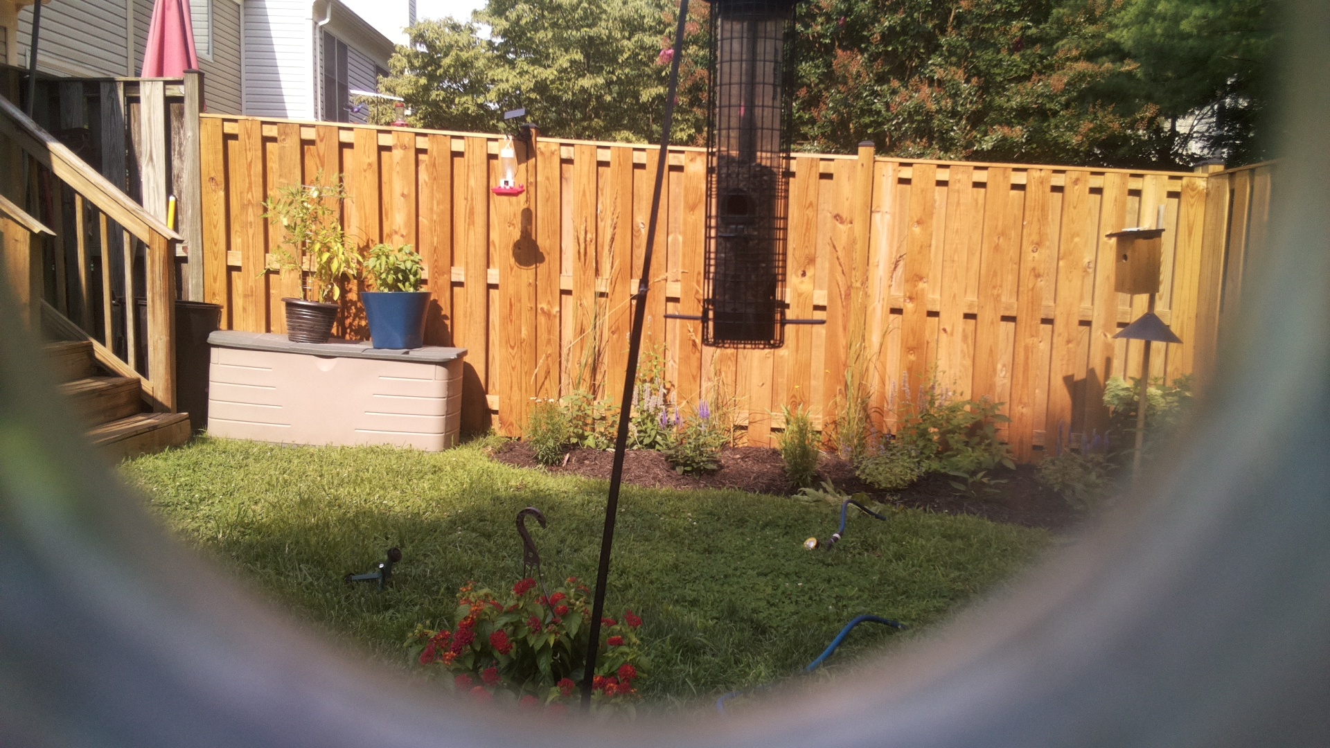 Likely Blackbird/Grackle