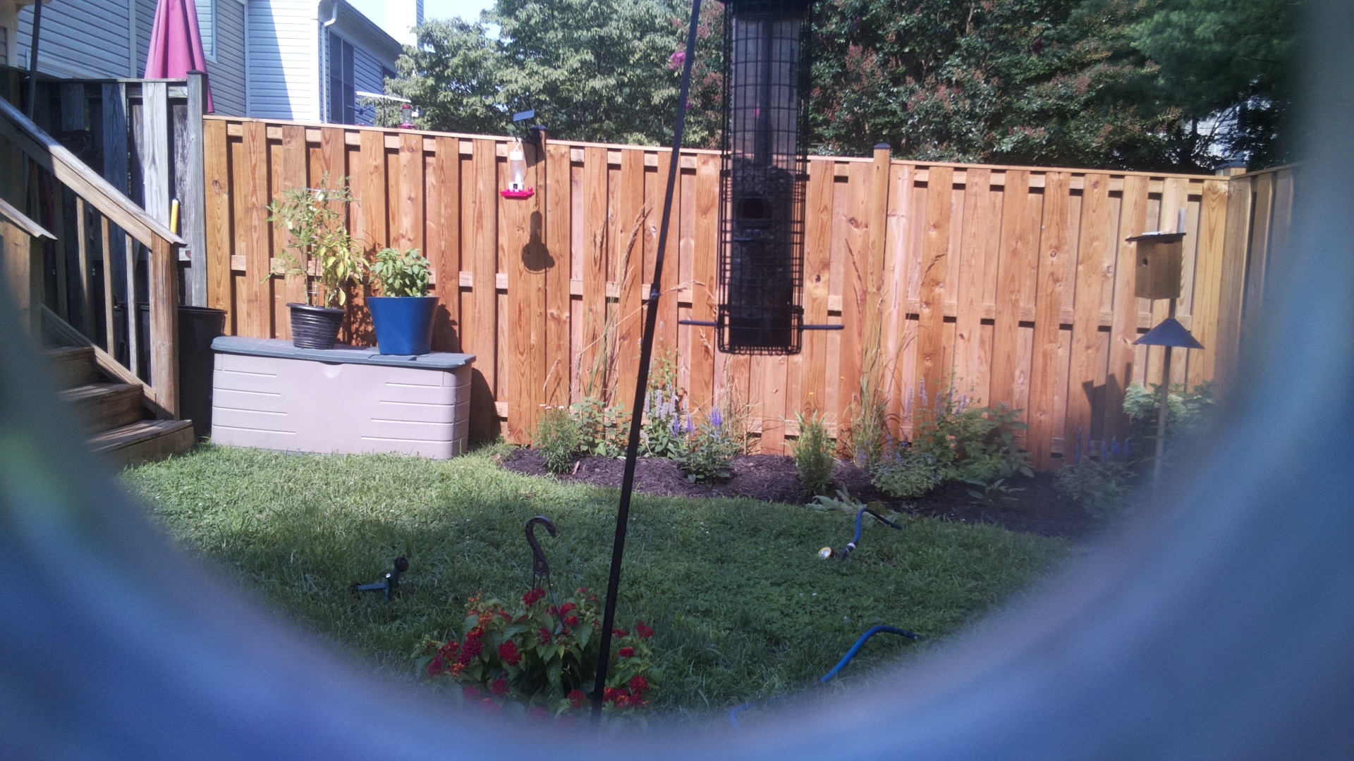 Likely Blackbird/Grackle
