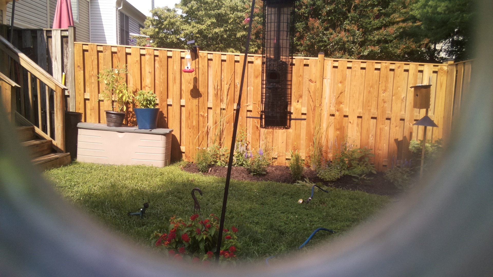 Likely Blackbird/Grackle