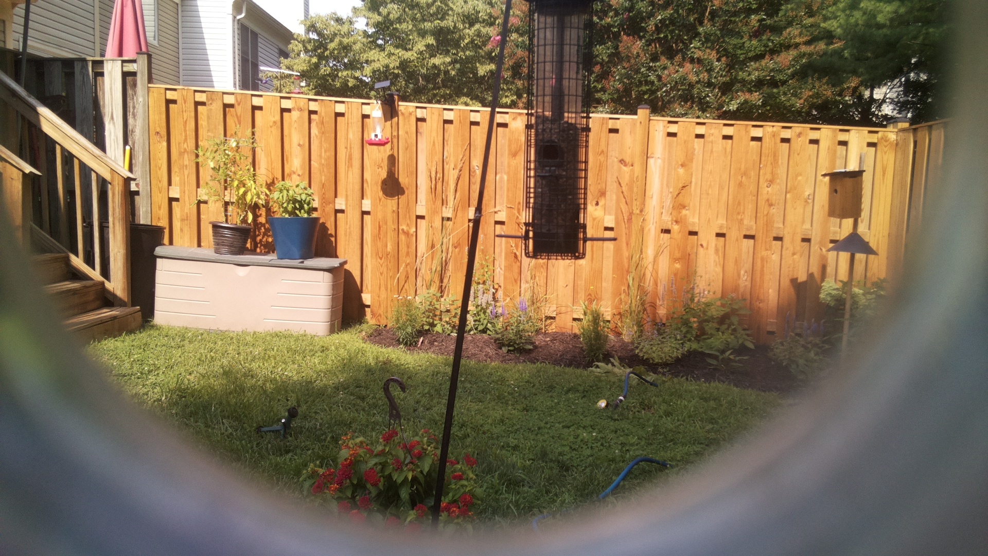 Likely Blackbird/Grackle